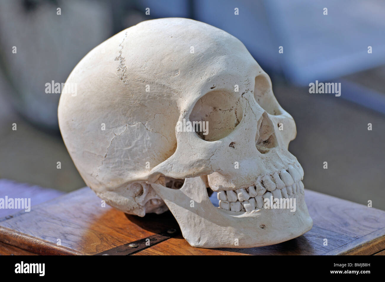 Umana della palella Foto Stock