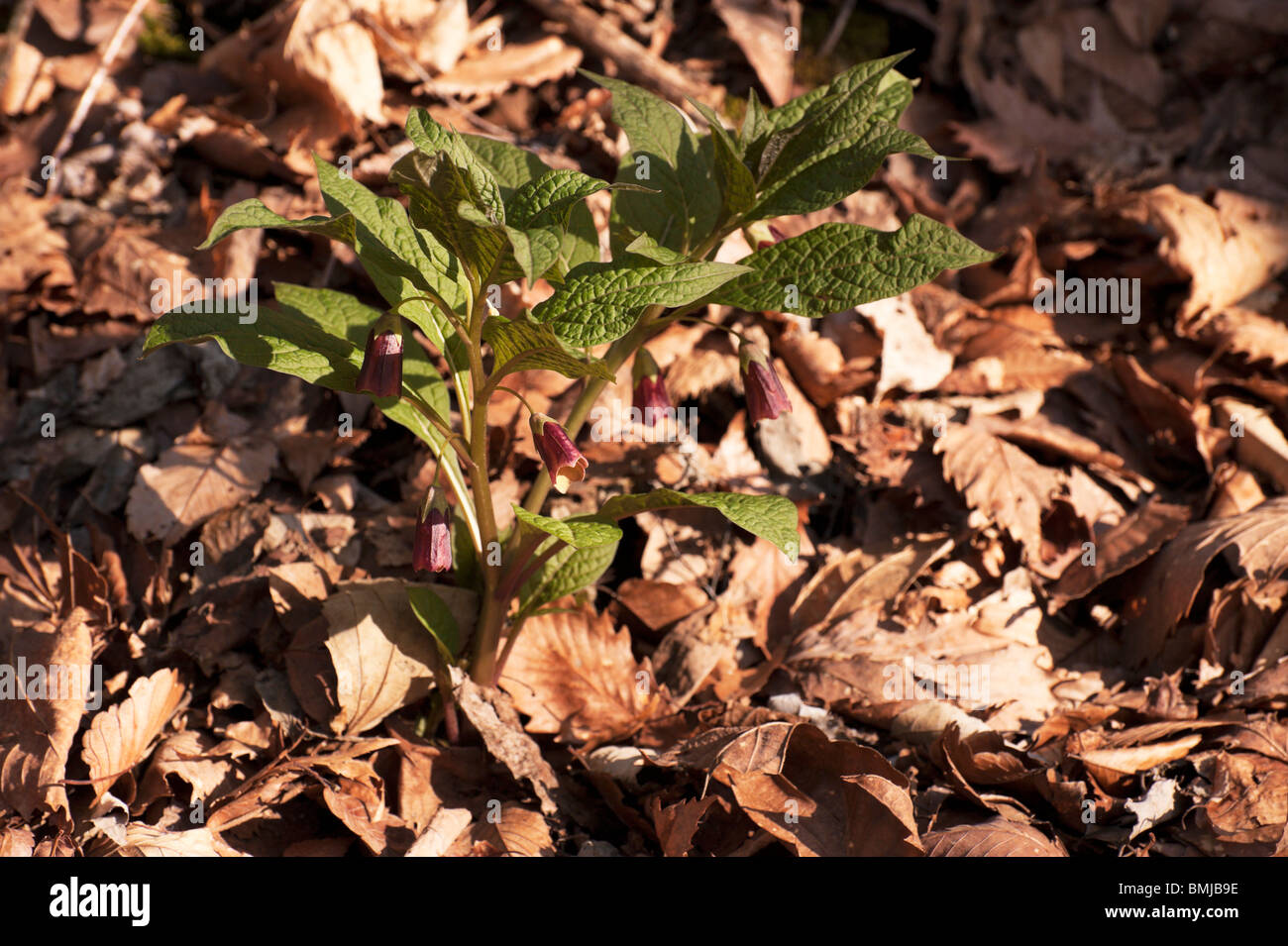 Hashiridokoro o Scopolia japonica, crescente selvatici nelle montagne della Prefettura di Nagano in maggio. Foto Stock