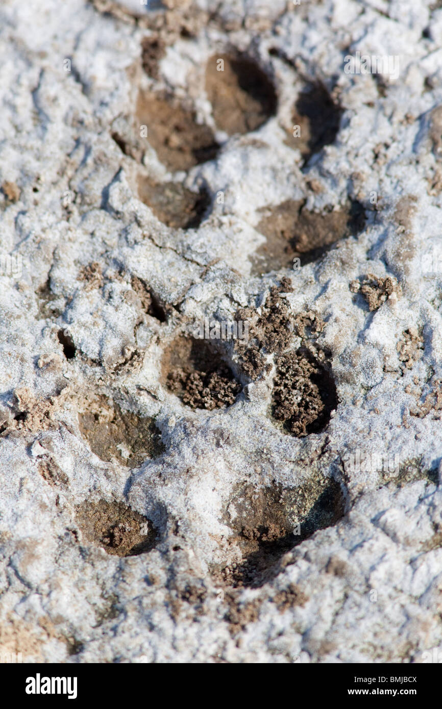 Footprint del cane nel fango bianco Foto Stock