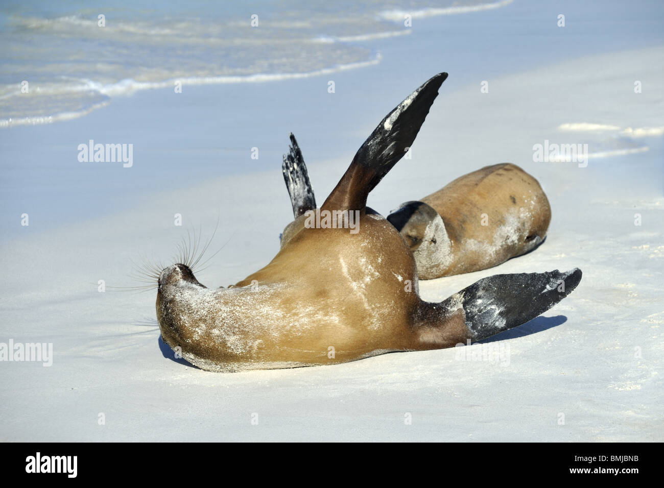 Sea Lion romping a bordo delle acque Foto Stock