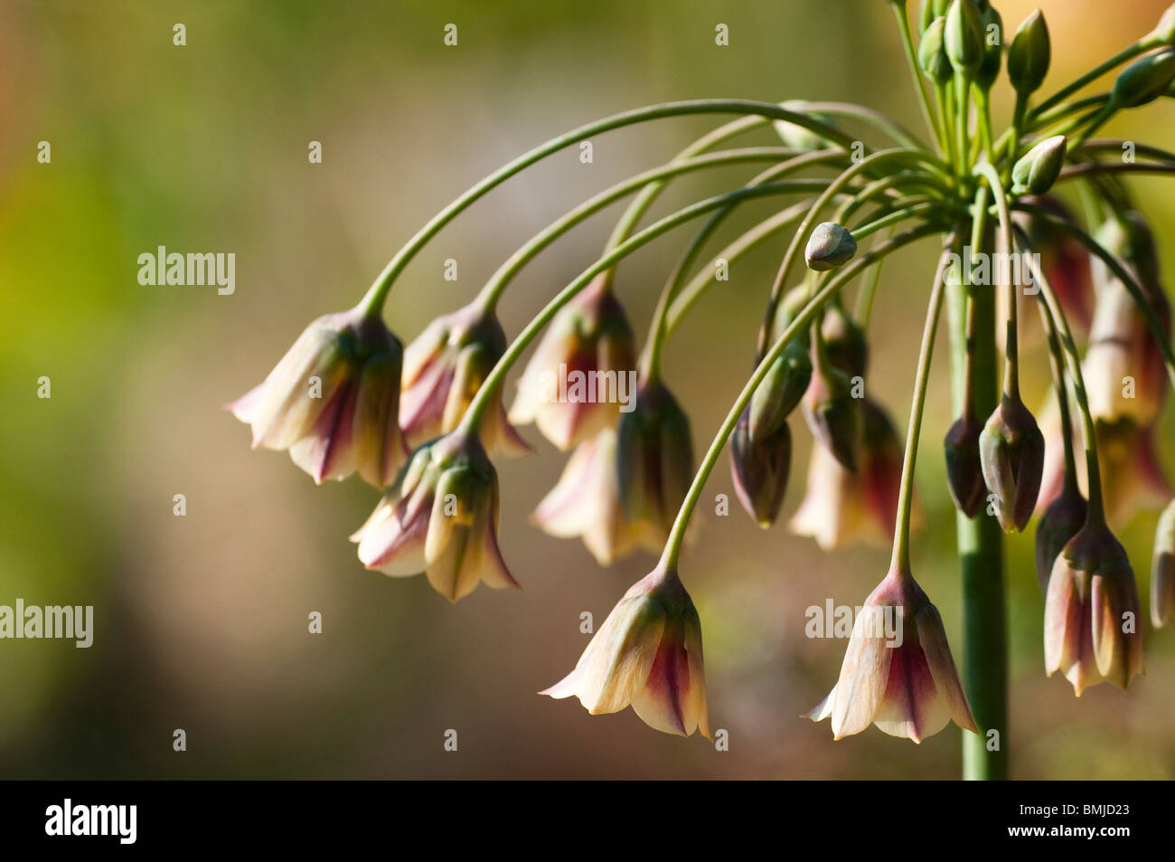 Allium bulgaricum subsp. Nectaroscordum siculum in fiore in tarda primavera Foto Stock