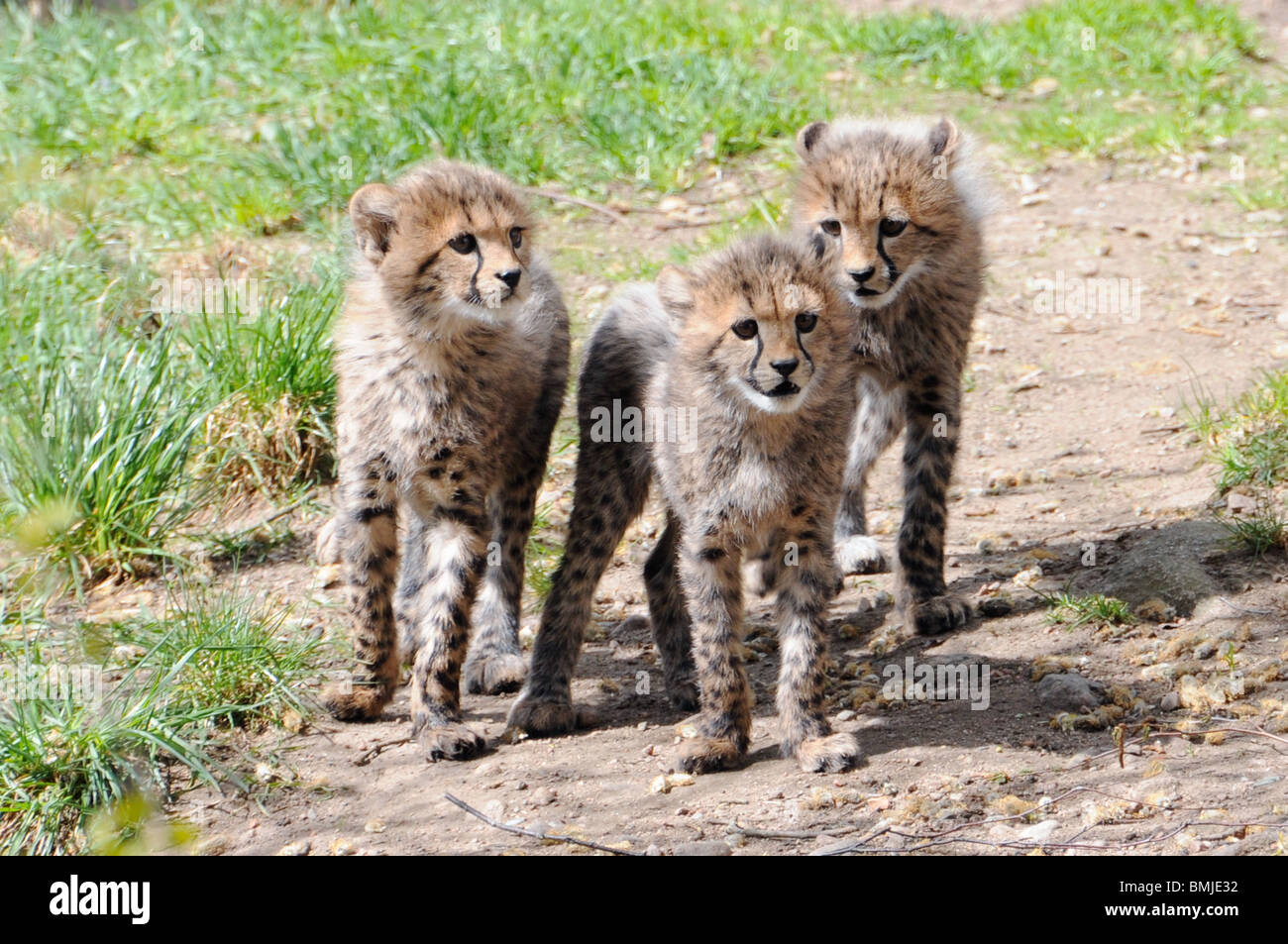 Tre cuccioli di ghepardo Foto Stock