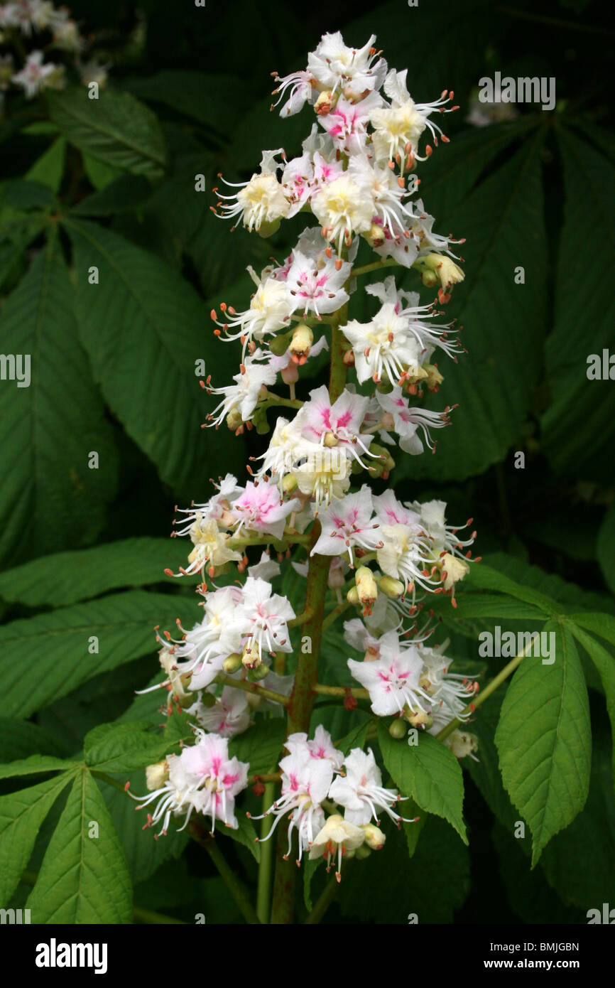 Ippocastano Aesculus hippocastaneum Blossom preso in Liverpool, Regno Unito Foto Stock