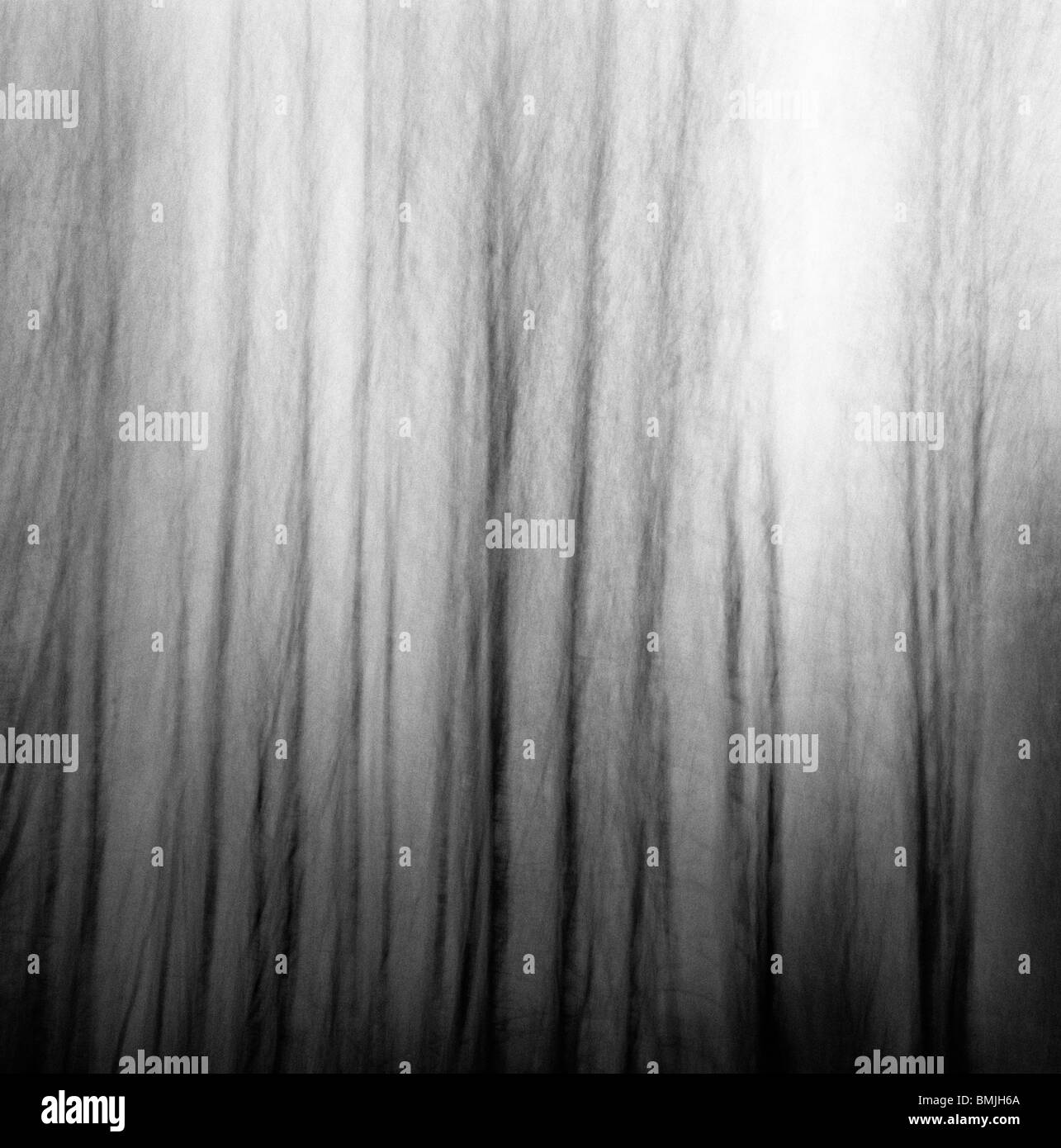 Alberi in foresta, movimento sfocato Foto Stock