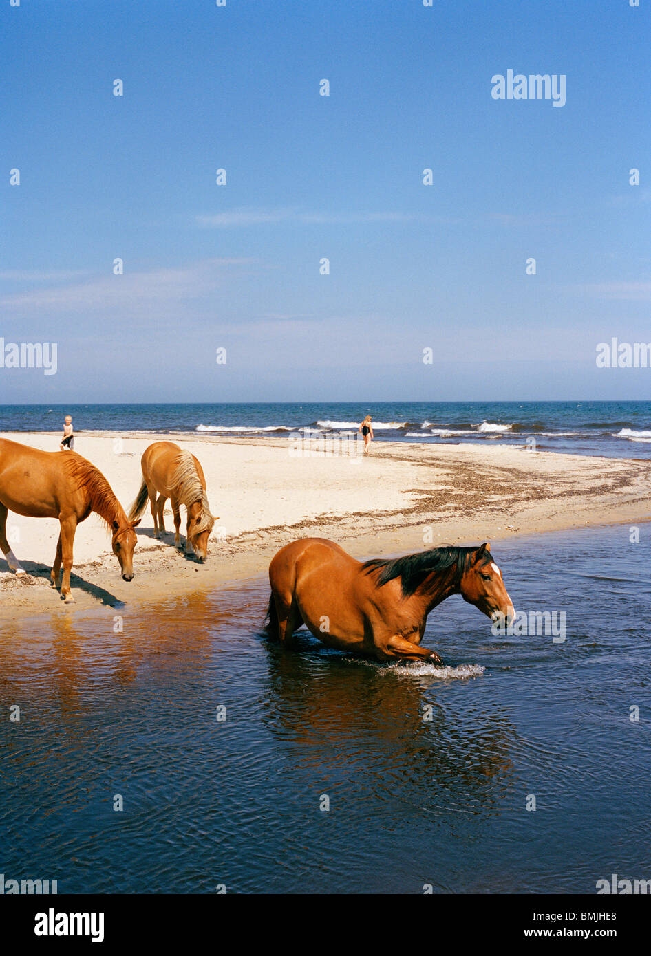 Cavallo di balneazione in mare, Svezia. Foto Stock