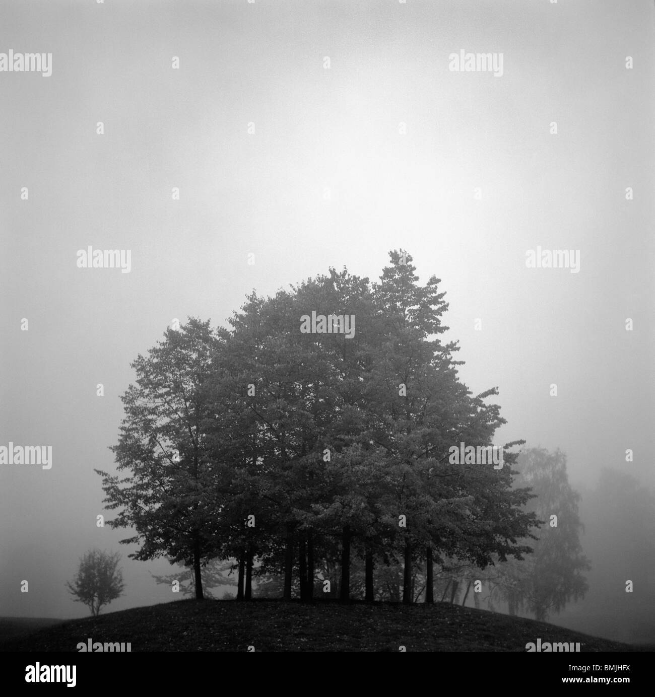 Un intrico di alberi è avvolta nella nebbia, Svezia. Foto Stock