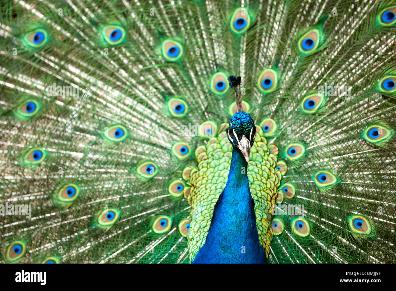 Bellissimo pavone maschio con coda colorata completamente aperto Foto Stock