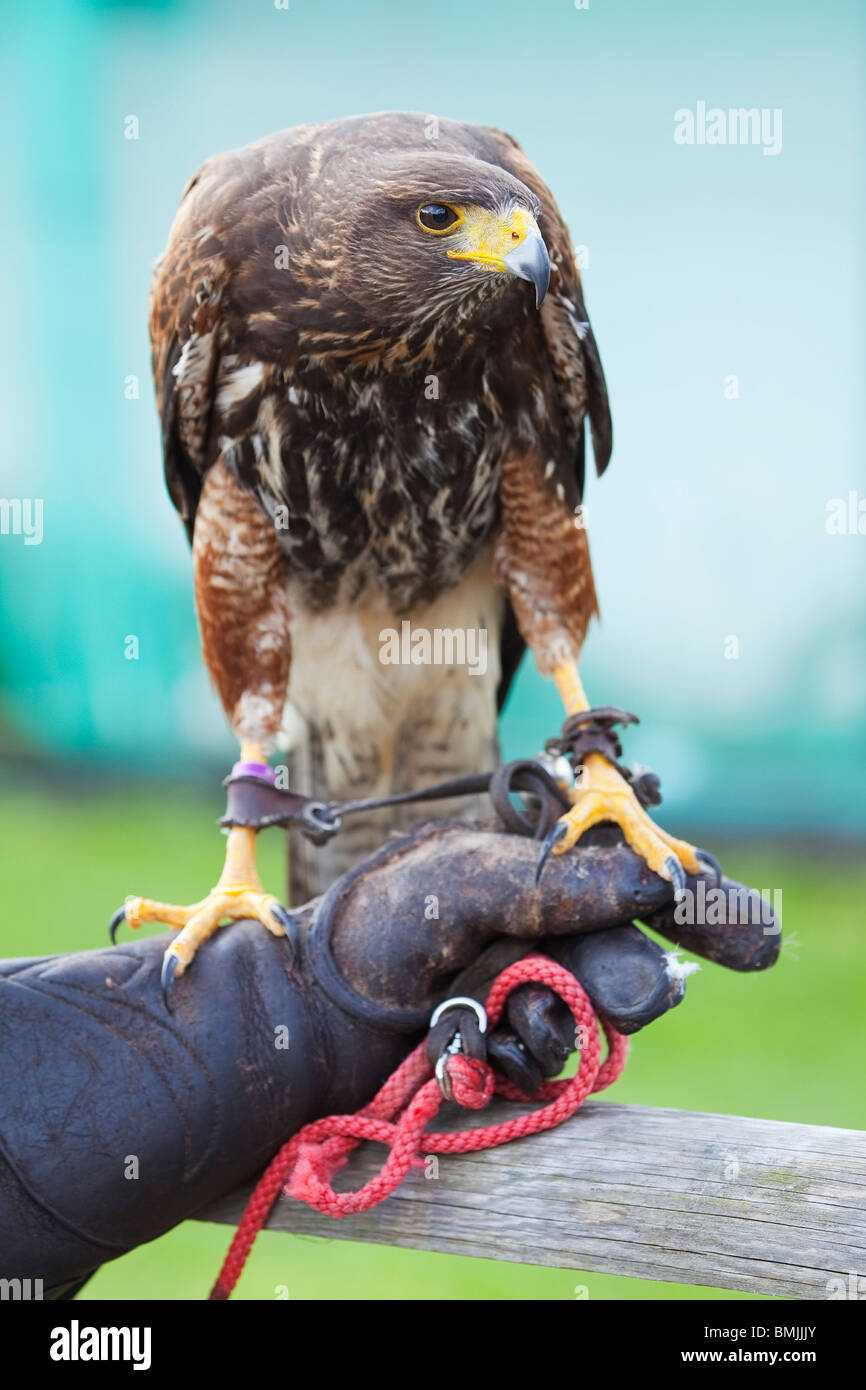 Un Harris Hawk o Harris's Hawk (Parabuteo unicinctus) durante una dimostrazione di falconeria in Inghilterra Foto Stock