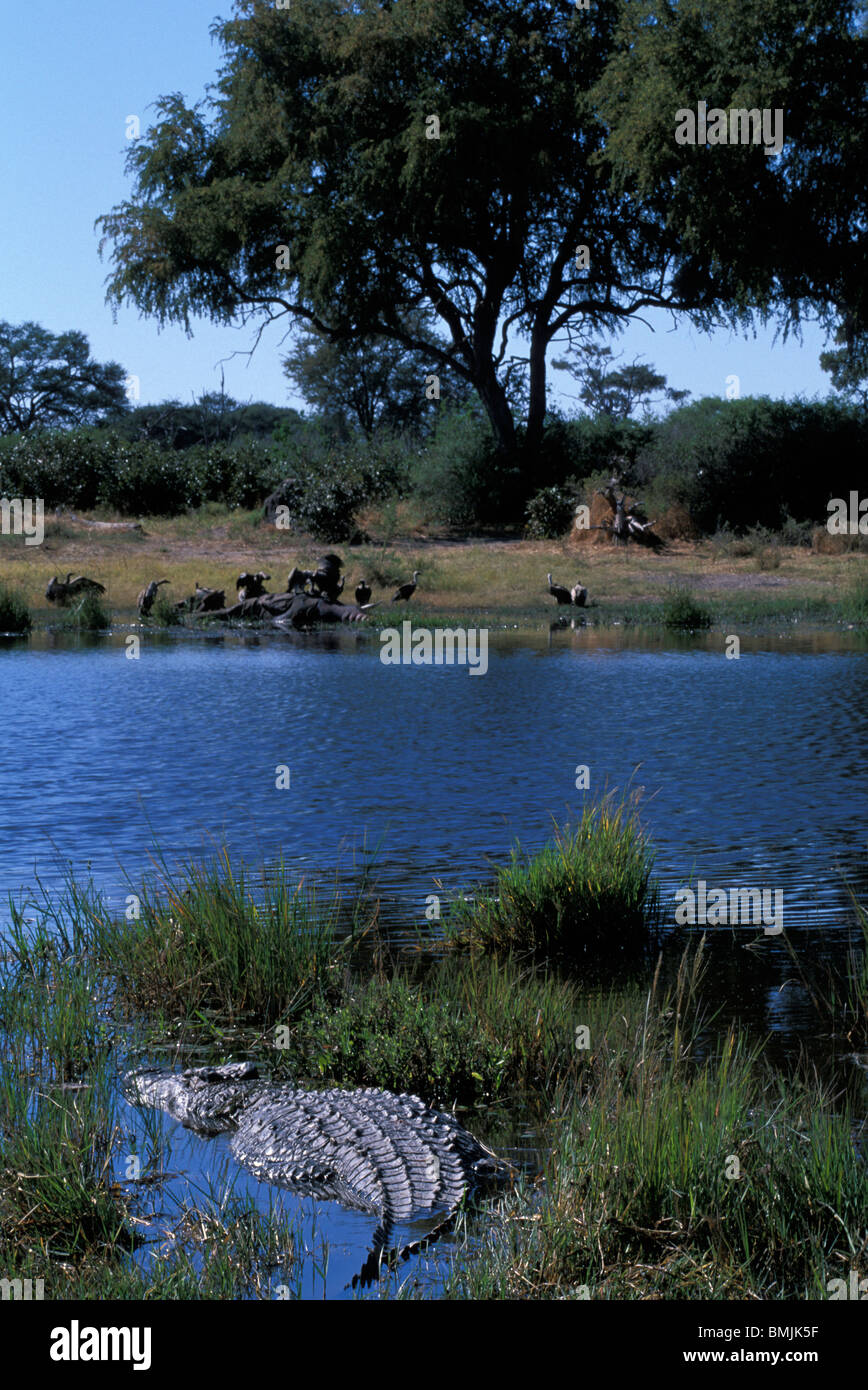 Il Botswana, Moremi Game Reserve, coccodrillo del Nilo (Crocodylus niloticus) giace di fronte elefante in carcassa Khwai River Foto Stock