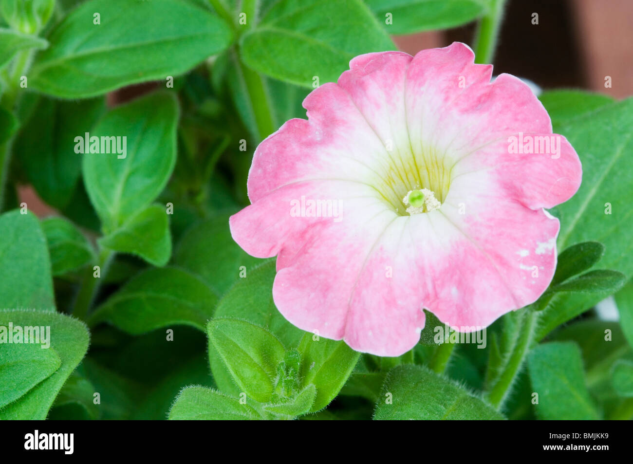 F1 Petunia ibrida 'Monet' Foto Stock