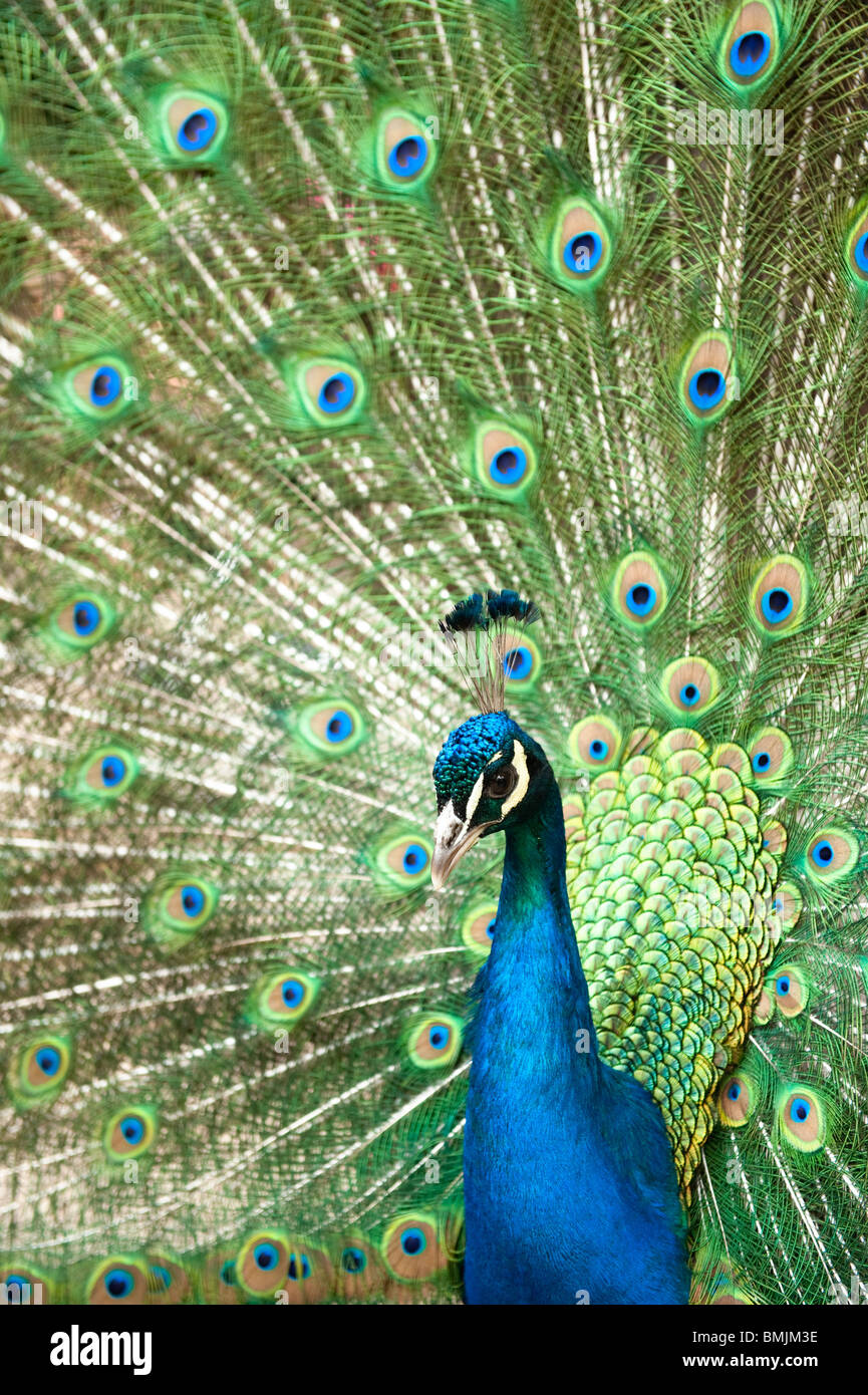 Bellissimo pavone maschio con coda colorata completamente aperto Foto Stock