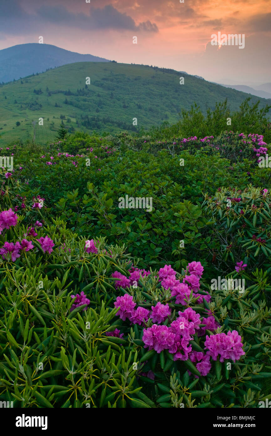 Rododendri in un paesaggio di montagna Foto Stock