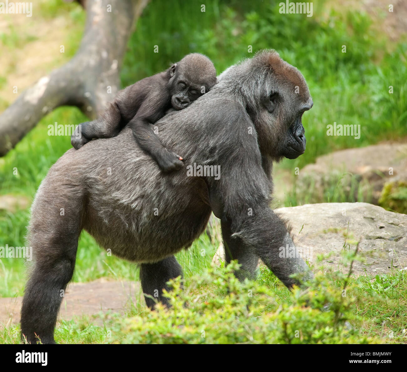 Close-up di un simpatico baby gorilla e madre Foto Stock