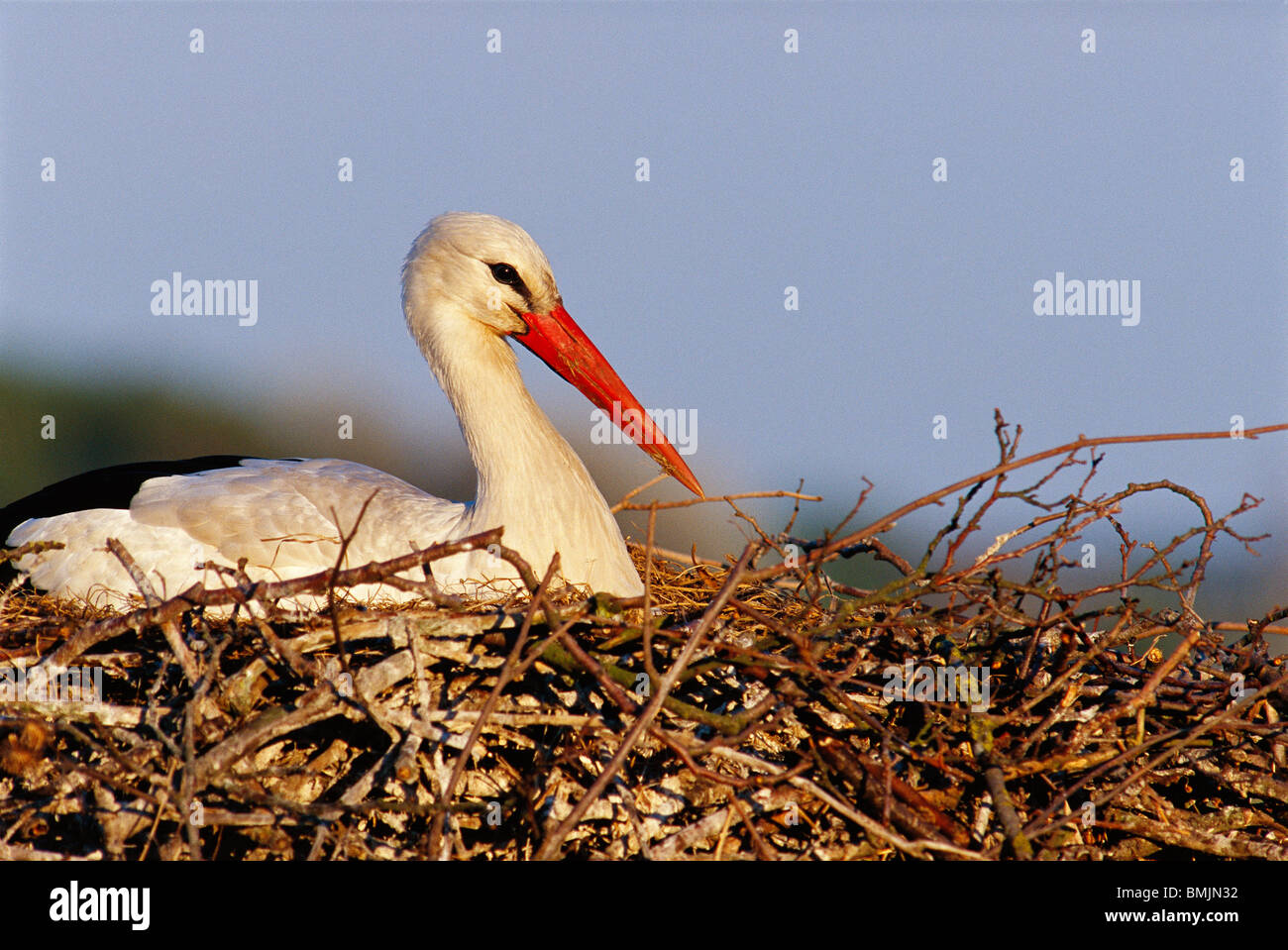 Cicogna nel nido di uccelli Foto Stock