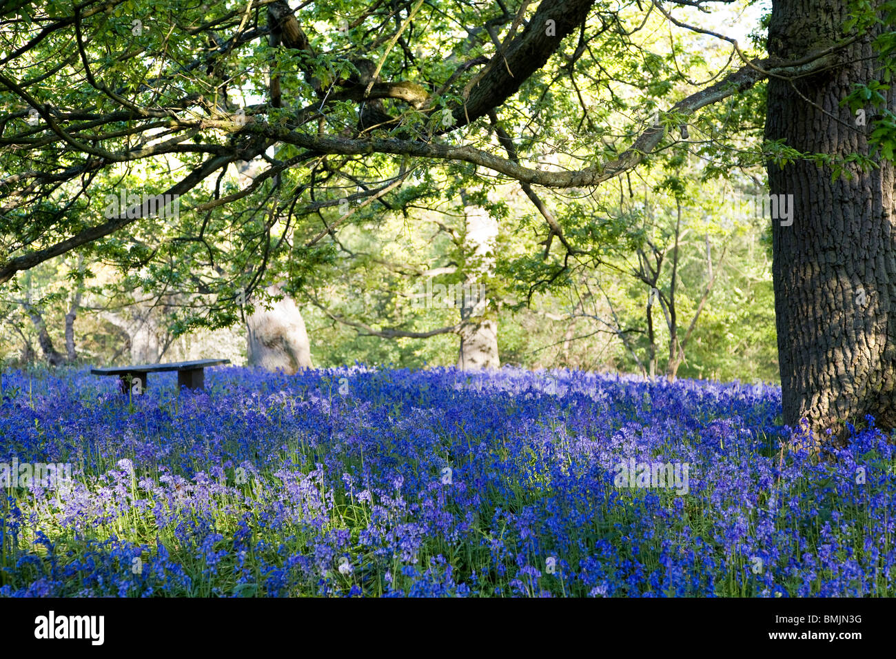 Bluebells in Hillhouse boschi, West Bergholt Foto Stock