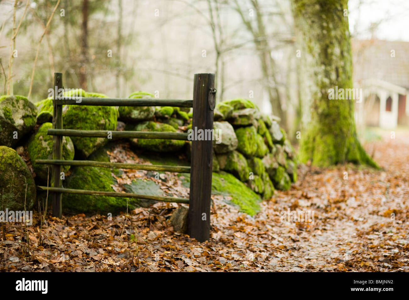 Penisola Scandinava, Svezia, Skane, vista di moss ricoperta di pietra e di recinzione con cottage in background Foto Stock