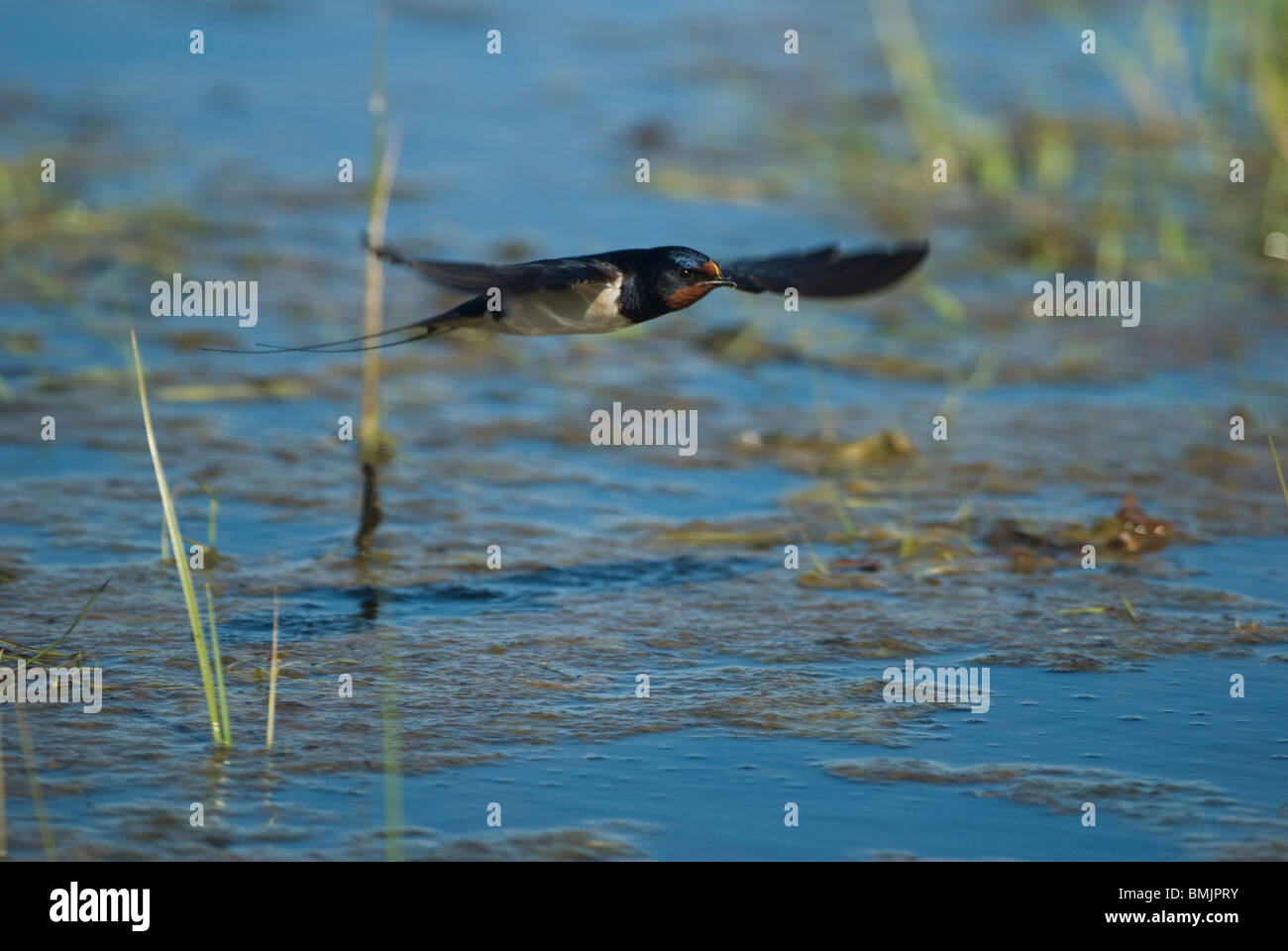 La Scandinavia, Svezia, Oland, vista di barn swallow bird battenti, close-up Foto Stock