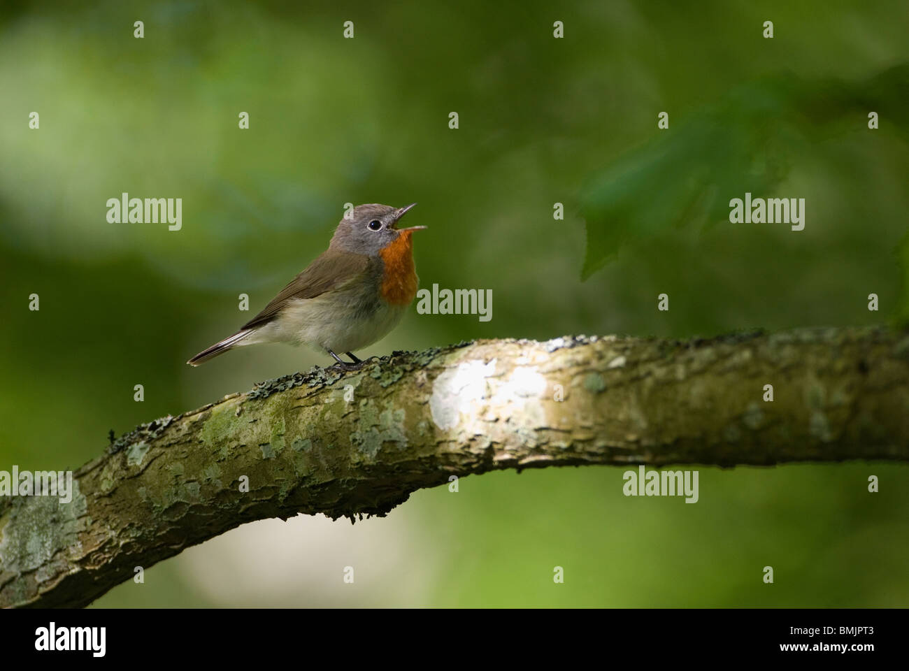 La Scandinavia, Svezia, Skane, Spotted Flycatcher il canto degli uccelli sul ramo, close-up Foto Stock