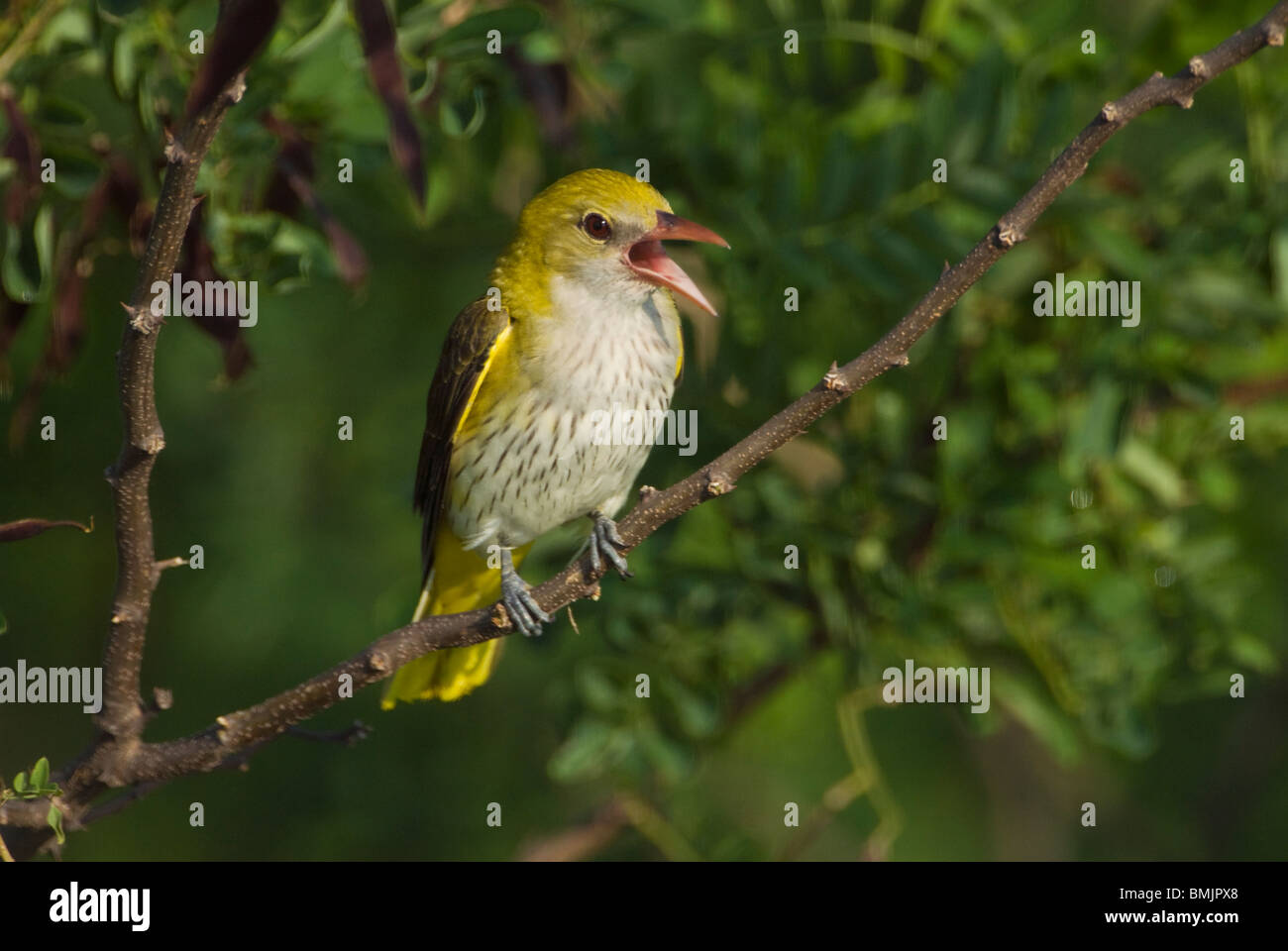 L'Europa, Ungheria, Rigogolo il canto degli uccelli sul ramo, close-up Foto Stock