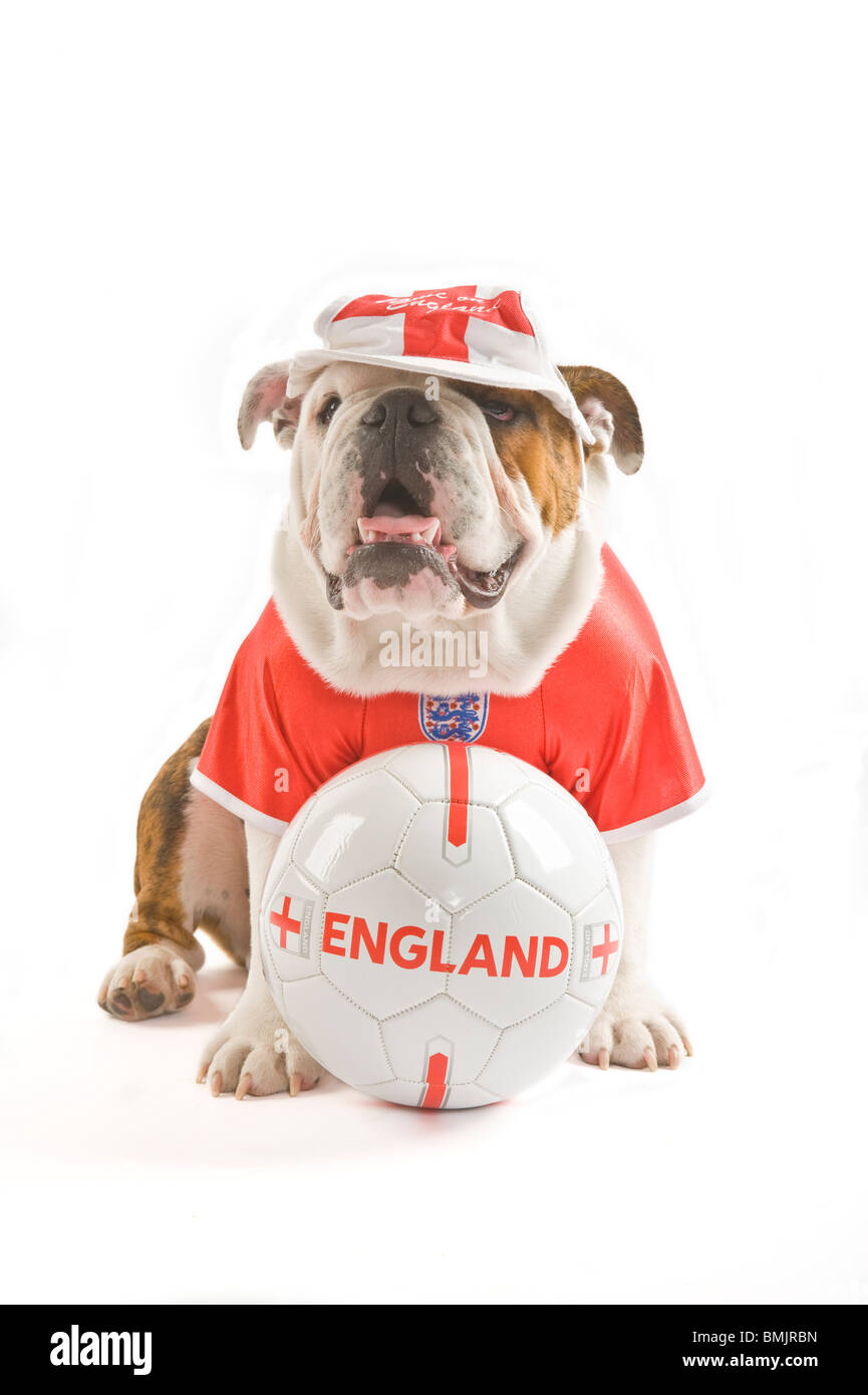 Un Bulldog inglese con un calcio mentre indossa una squadra dell'Inghilterra football shirt e cap contro uno sfondo bianco. Foto Stock