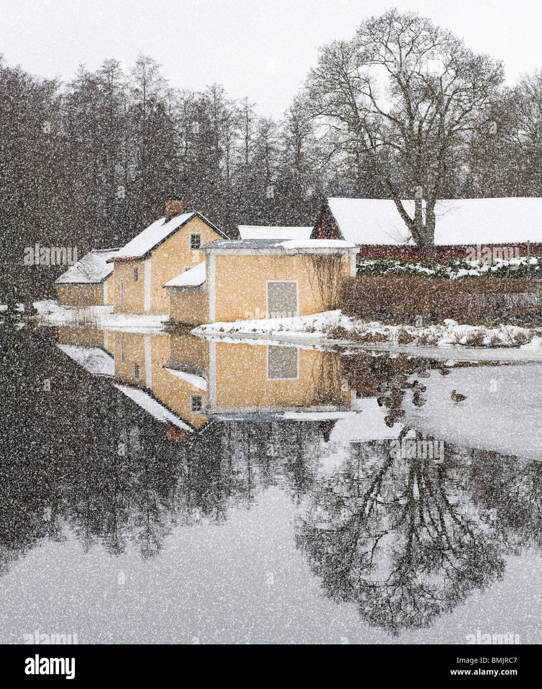 Snowy scena con le anatre bastarde su Congelato stagno accanto alla casa. Foto Stock
