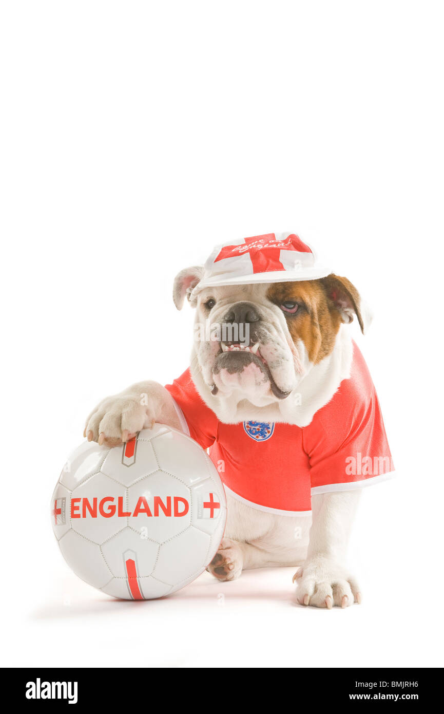 Un Bulldog inglese con un calcio mentre indossa una squadra dell'Inghilterra football shirt e cap contro uno sfondo bianco. Foto Stock