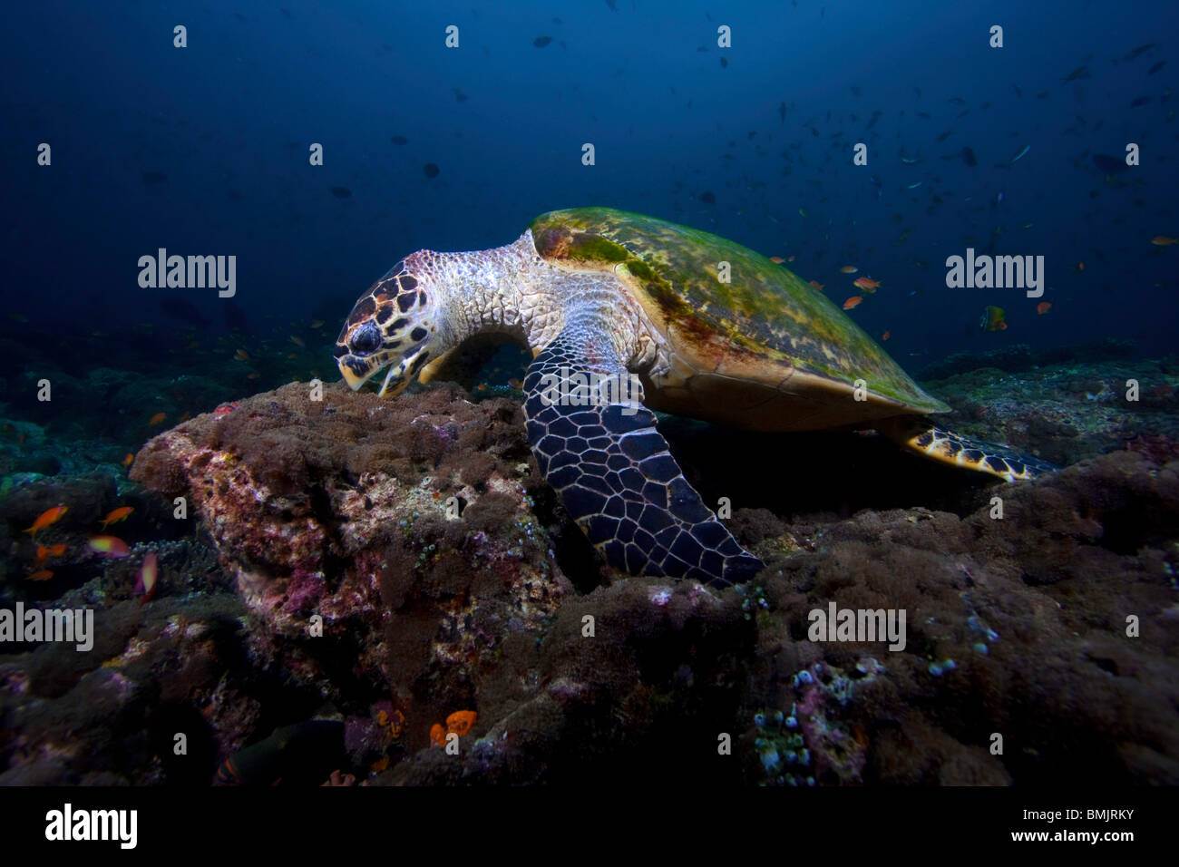 Hawksbill tartaruga di mare (Eretmochelys imbricata) Alimentazione sulla parte superiore della barriera corallina o Thila nelle Maldive Foto Stock