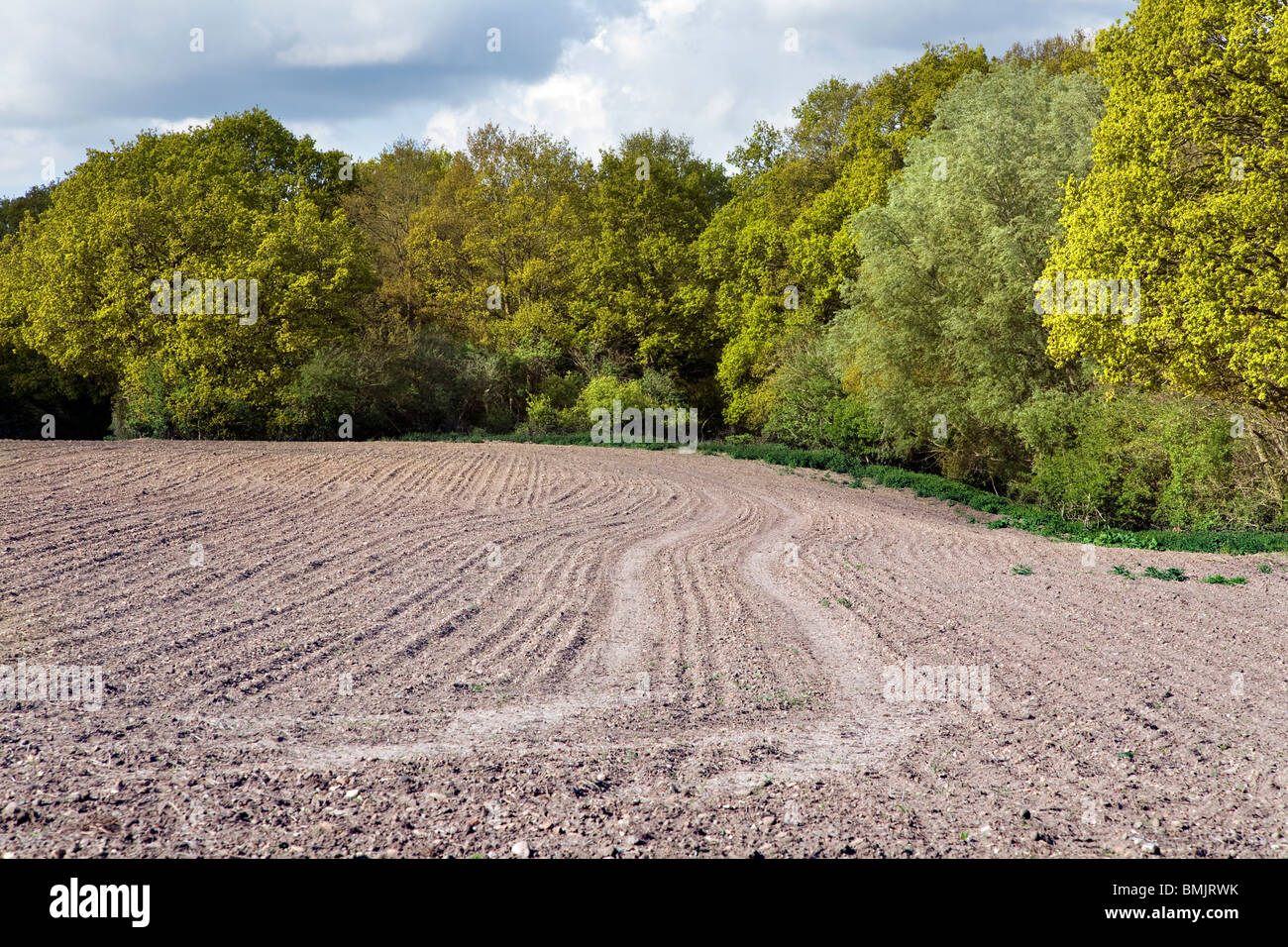 Un campo arato accanto a boschi Hillhouse, West Bergholt Foto Stock