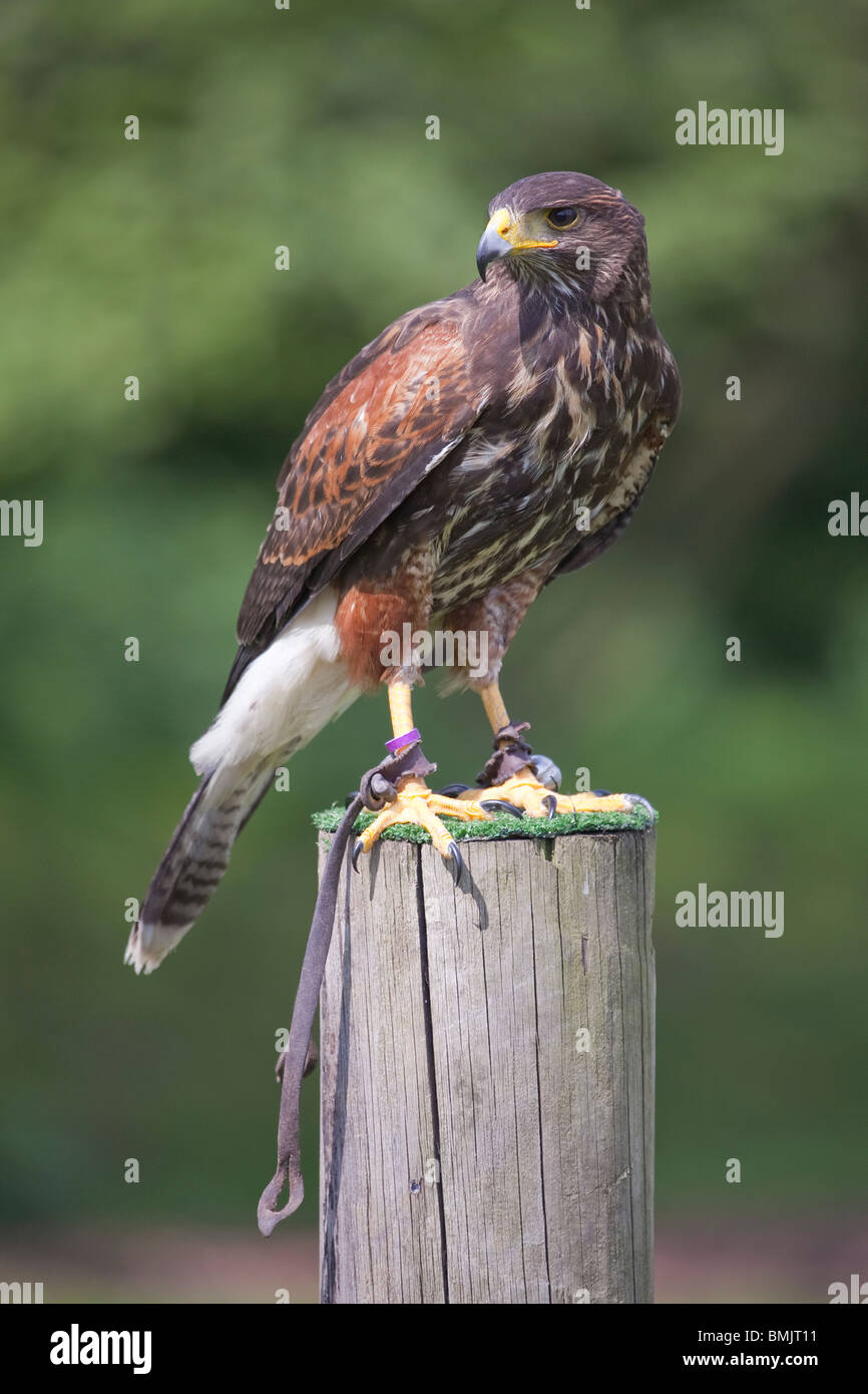Un Harris Hawk o Harris's Hawk (Parabuteo unicinctus) seduti su un palo da recinzione durante una dimostrazione di falconeria in Inghilterra Foto Stock