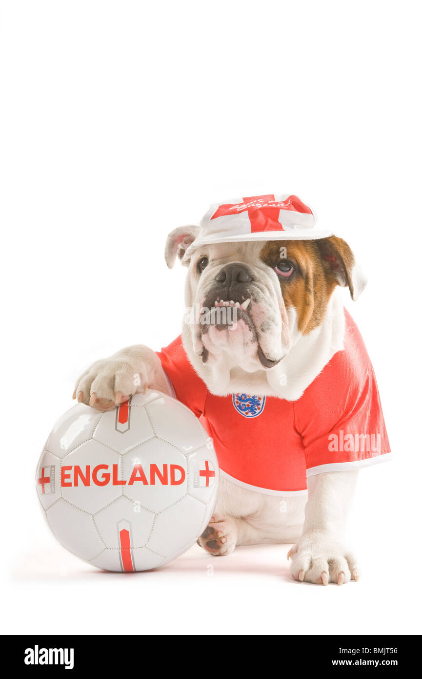 Un Bulldog inglese con un calcio mentre indossa una squadra dell'Inghilterra football shirt e cap contro uno sfondo bianco. Foto Stock