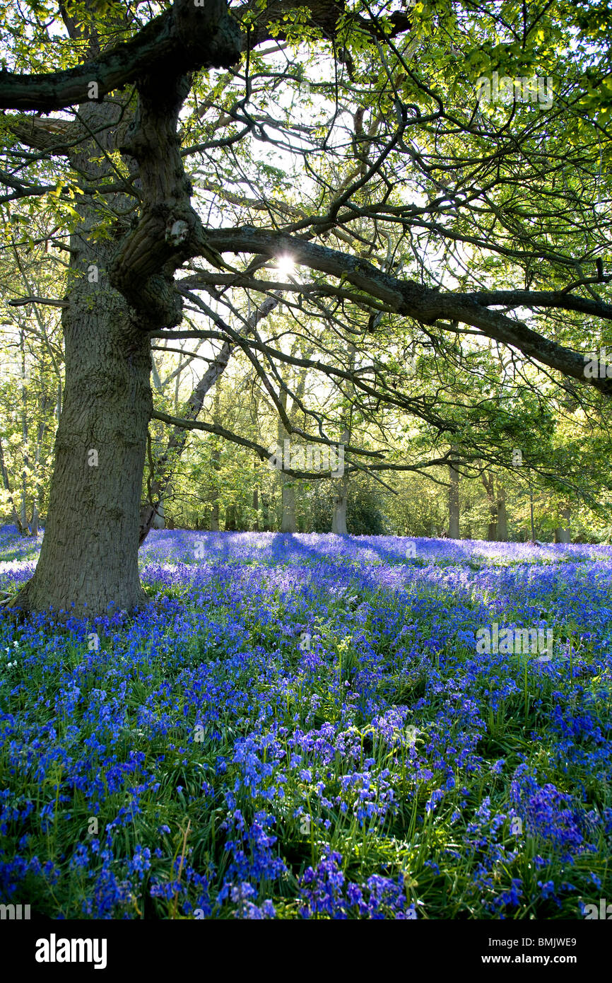 Bluebells in Hillhouse boschi, West Bergholt Foto Stock