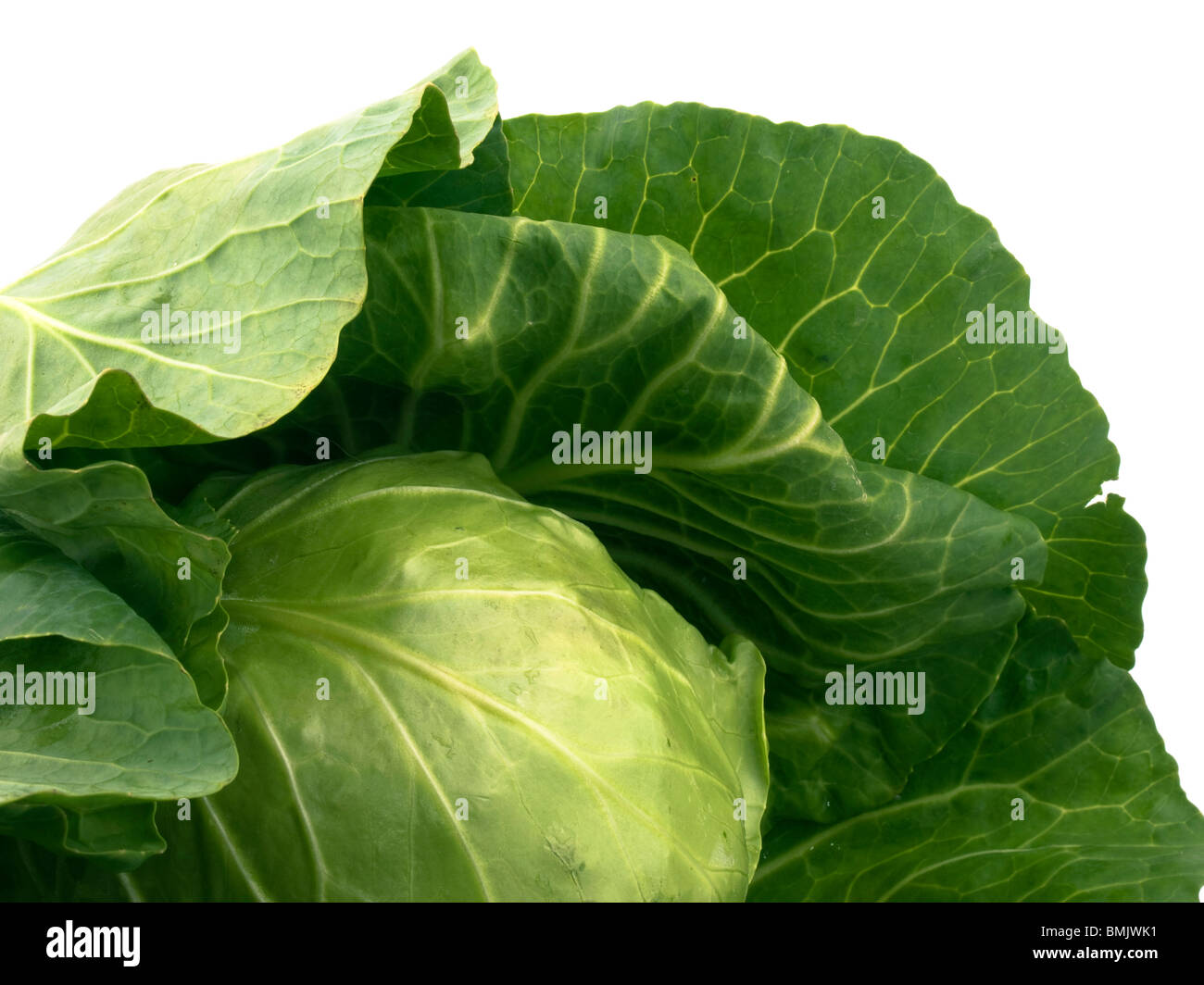 Fresca giovani cavolo nero su sfondo bianco Foto Stock