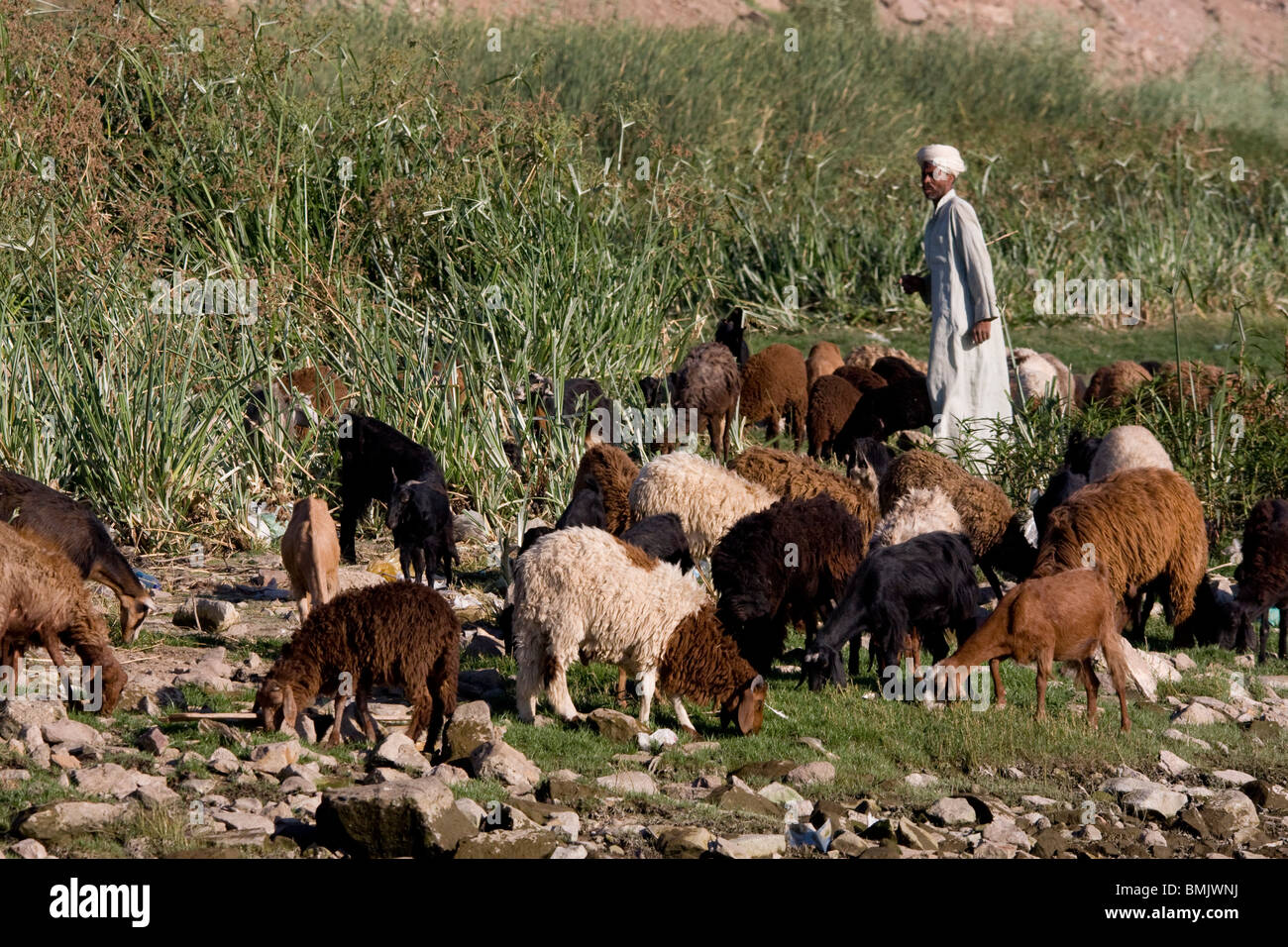 Pastore con pecora e capre dalle rive del fiume Nilo, Aswan, Egitto Foto Stock