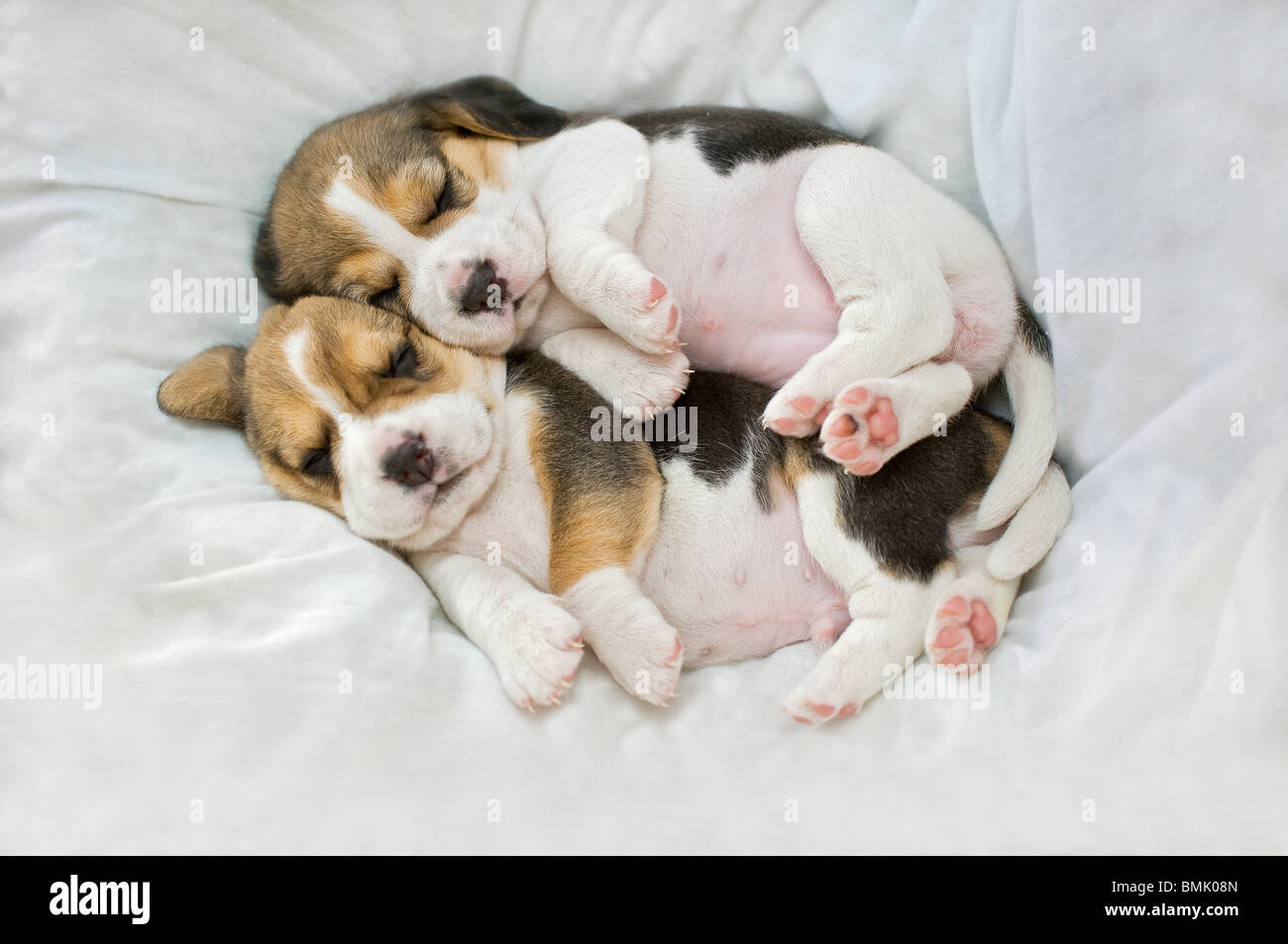 Beagle. Due cuccioli di dormire su una coperta Foto Stock