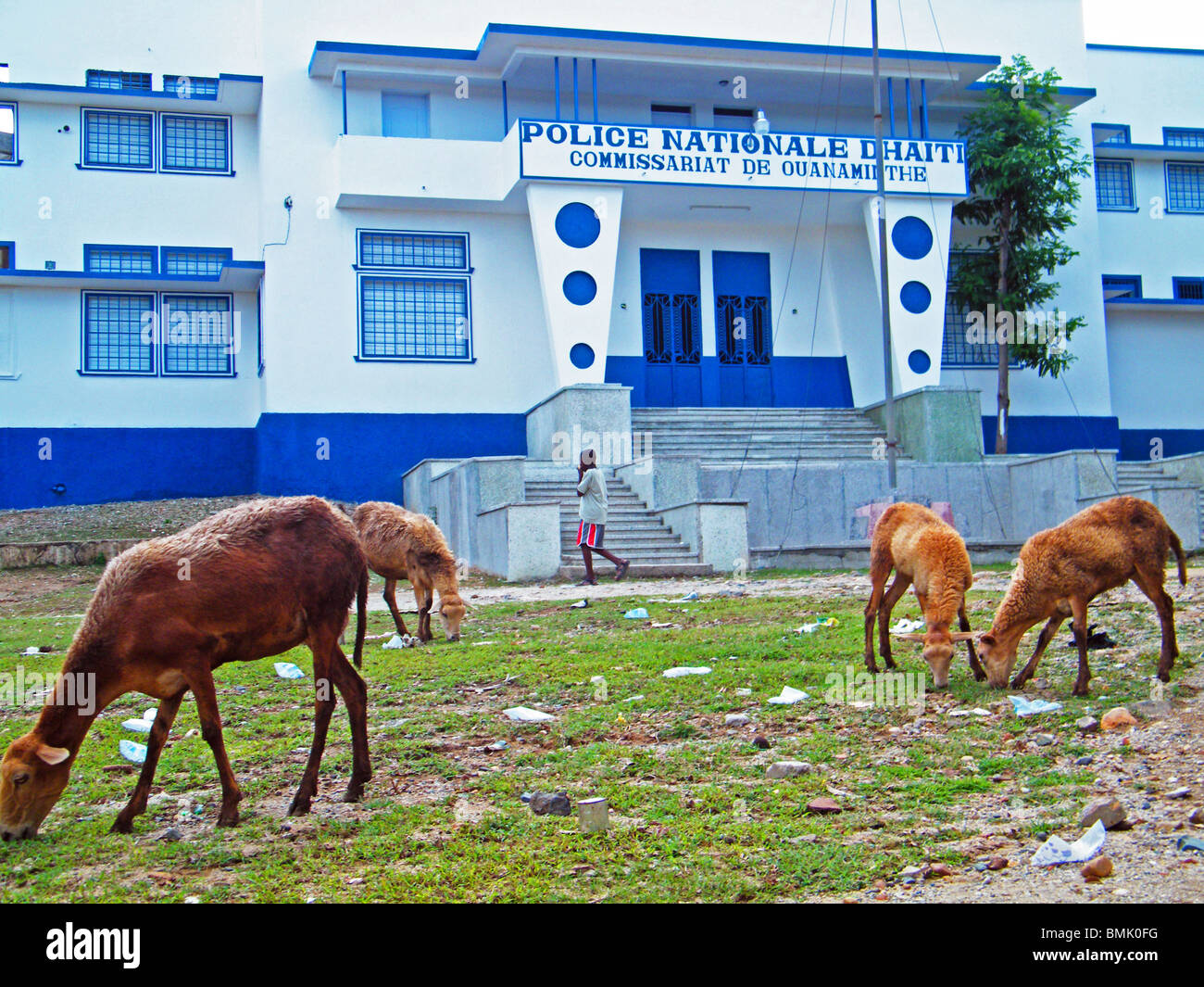 Capre pascolano nella parte anteriore del Haitian National Police Station in Ouanaminthe, Haiti Foto Stock