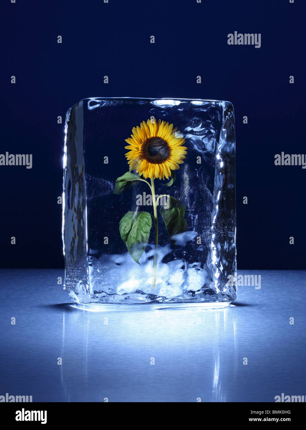 Un blocco congelato di ghiaccio con un girasole congelate all'interno su una superficie di metallo Foto Stock