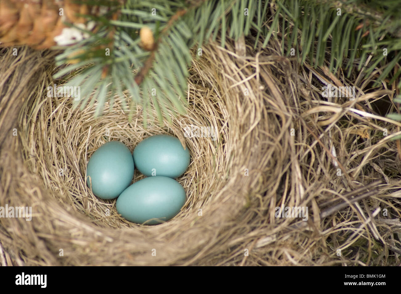 Close up di un Robin's Nest e le sue uova blu Foto Stock
