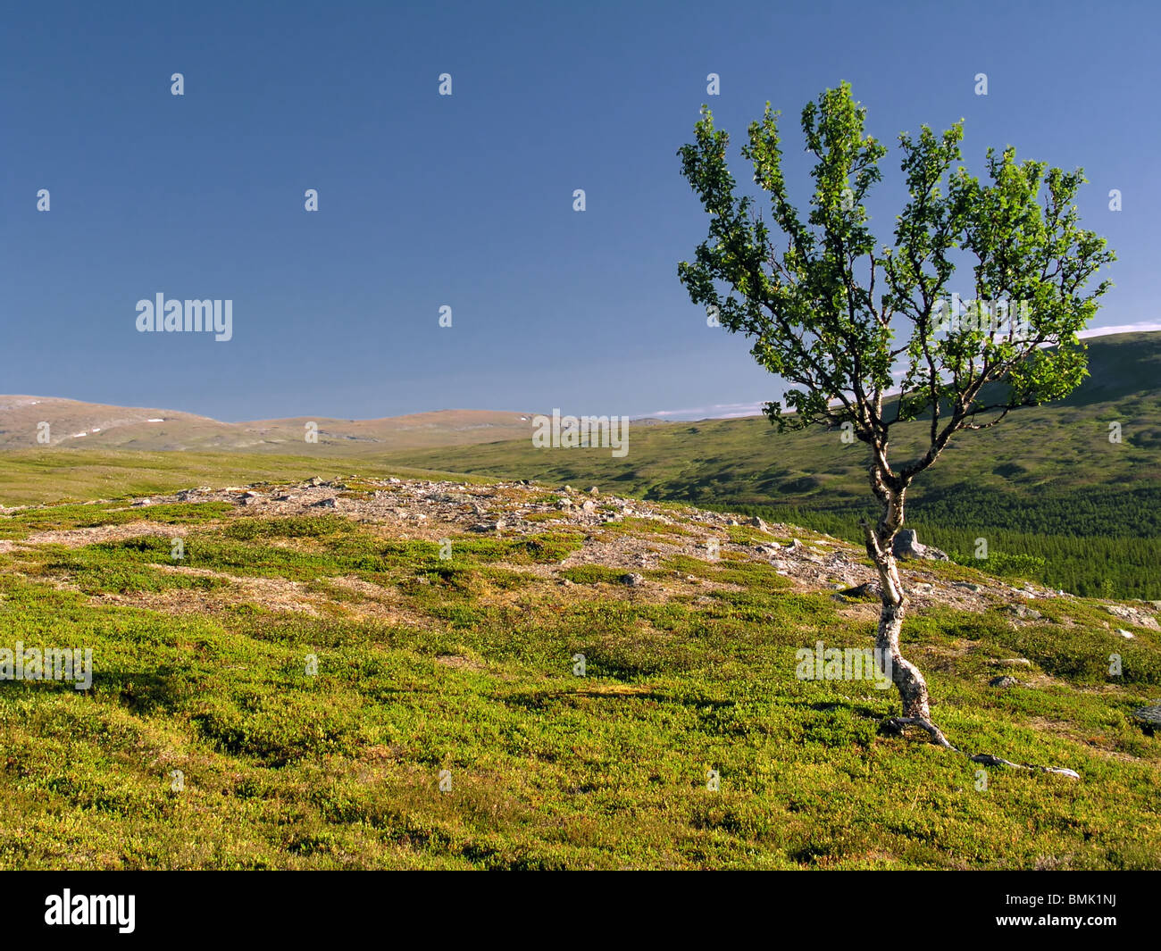 Paesaggio selvaggio con lonely tree sulla collina Foto Stock