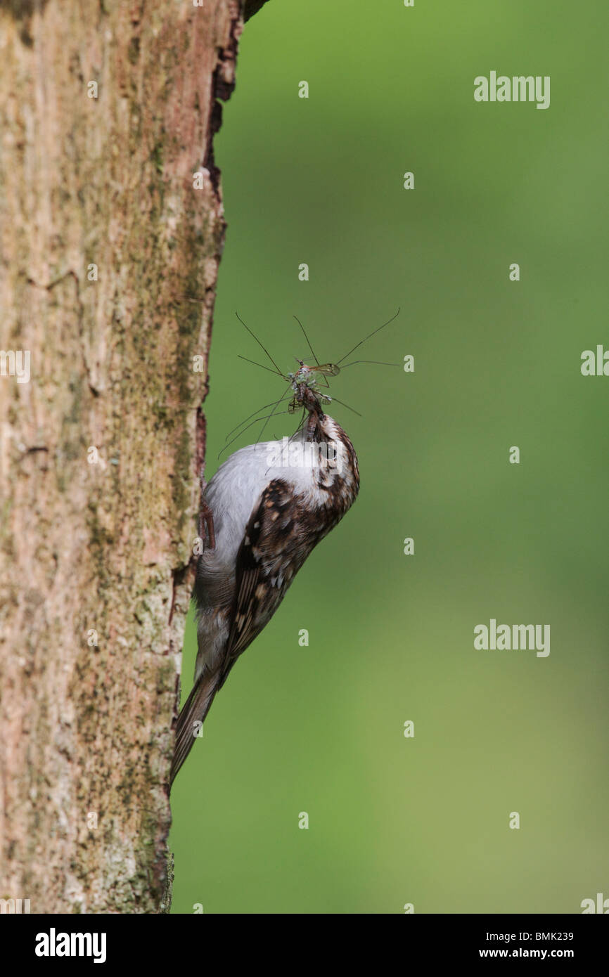 Rampichino alpestre, Certhia familiaris, singolo uccello su albero a nido ingresso, Midlands, Maggio 2010 Foto Stock