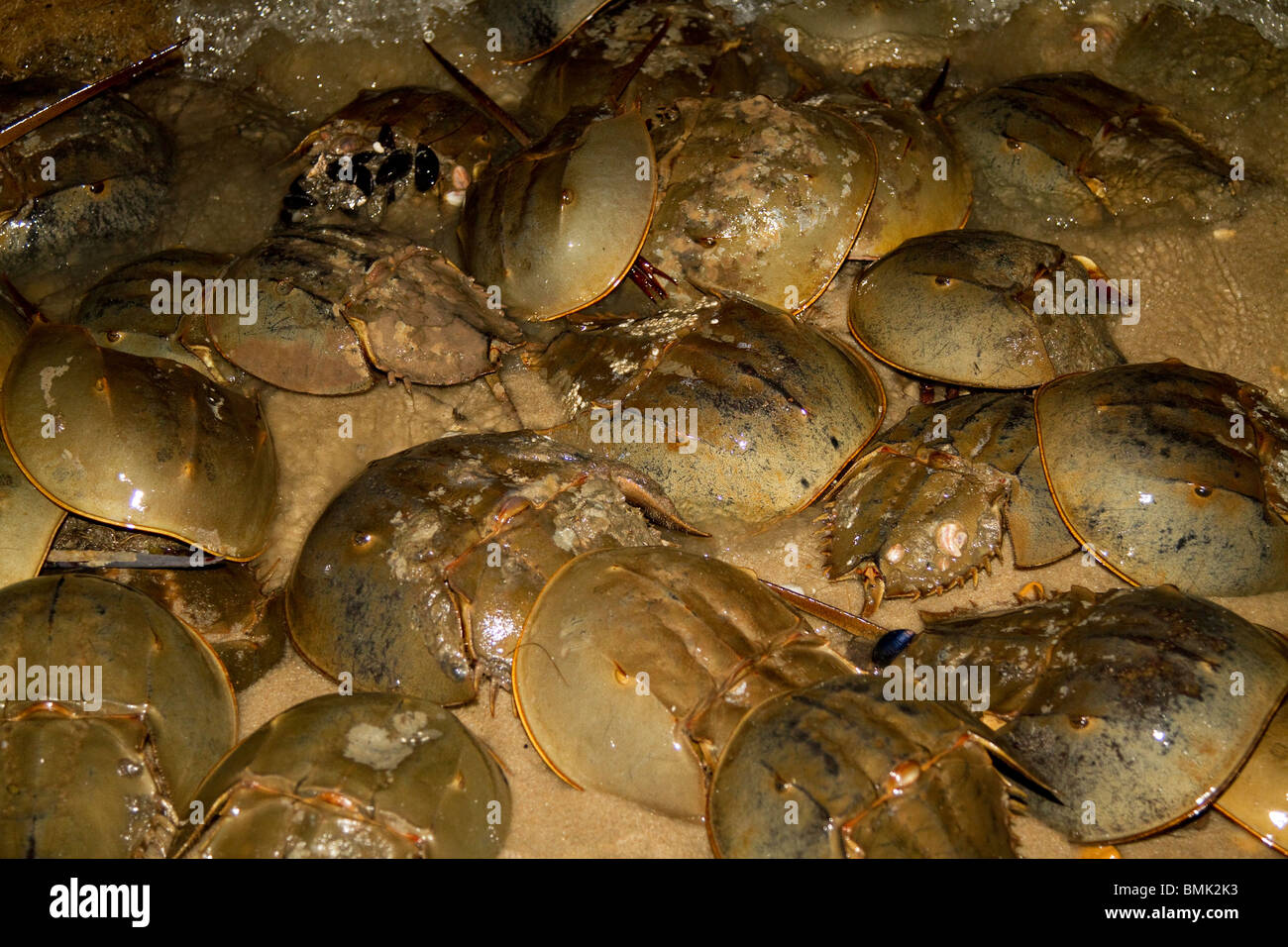 Il ferro di cavallo granchi (Limulus polyphemus) la deposizione delle uova sulle spiagge del Delaware. Noto anche come casco di granchi. Foto Stock