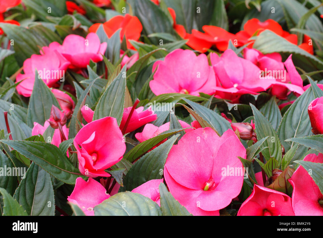 Nuova Guinea Impatiens, Occupato Lizzie ibridi annuale di fioritura ma alcuni sono piante perenni Foto Stock