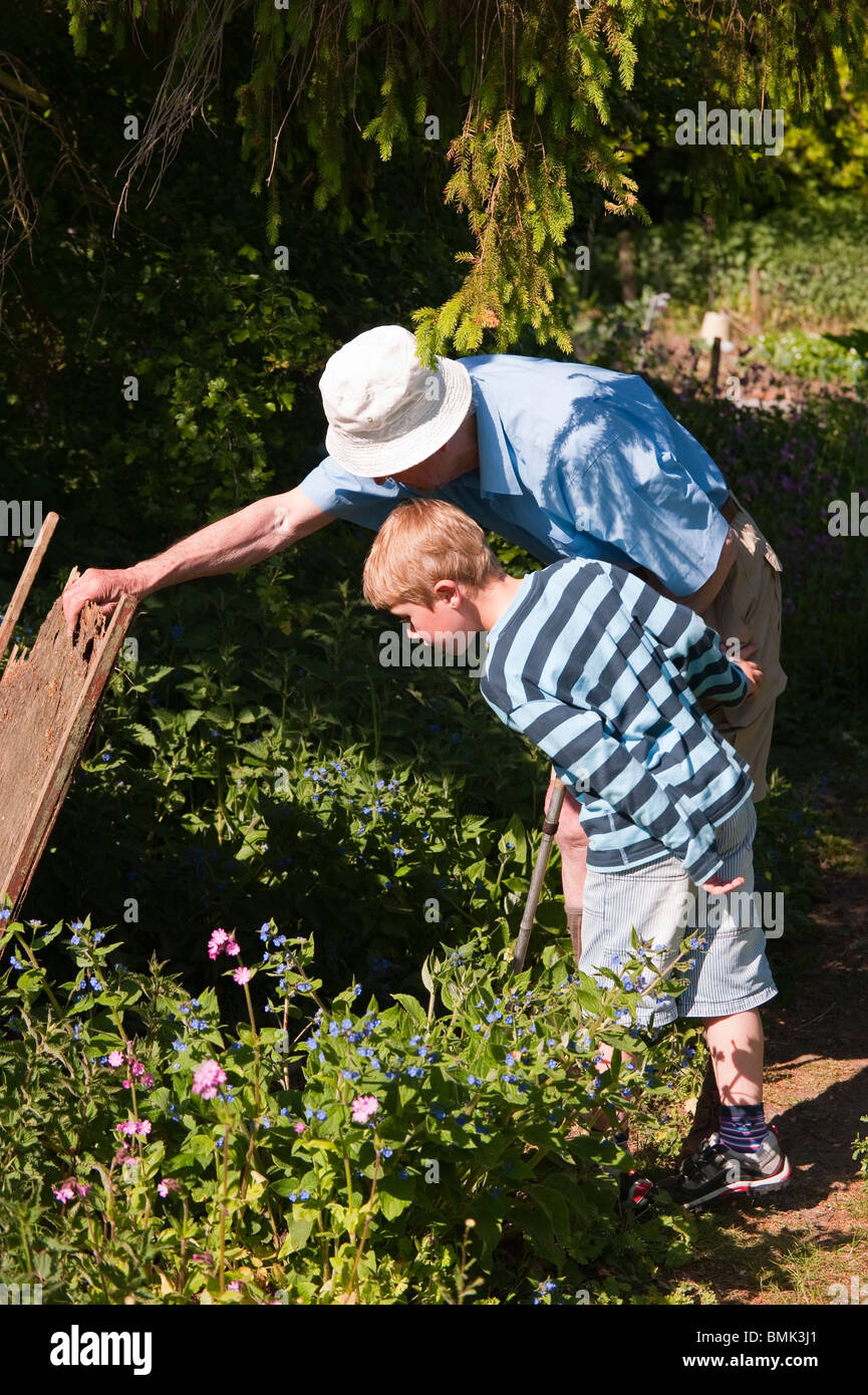 Un modello rilasciato anziani uomo guarda per i serpenti sotto una lastra di legno con il nipote nel suo giardino nel Regno Unito Foto Stock