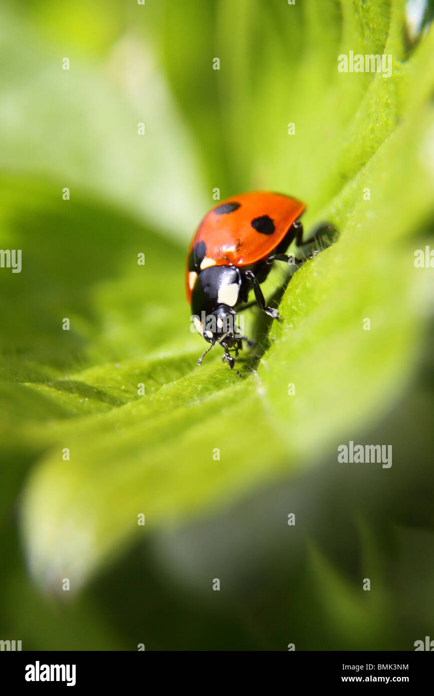 Ladybird Coccinella septempunctata 7 spot coccinella Foto Stock