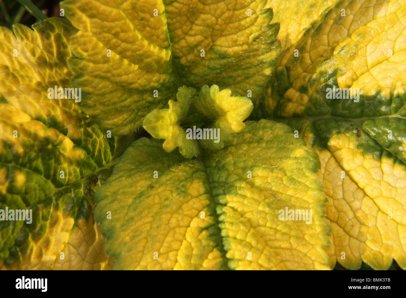 menta di limone Foto Stock