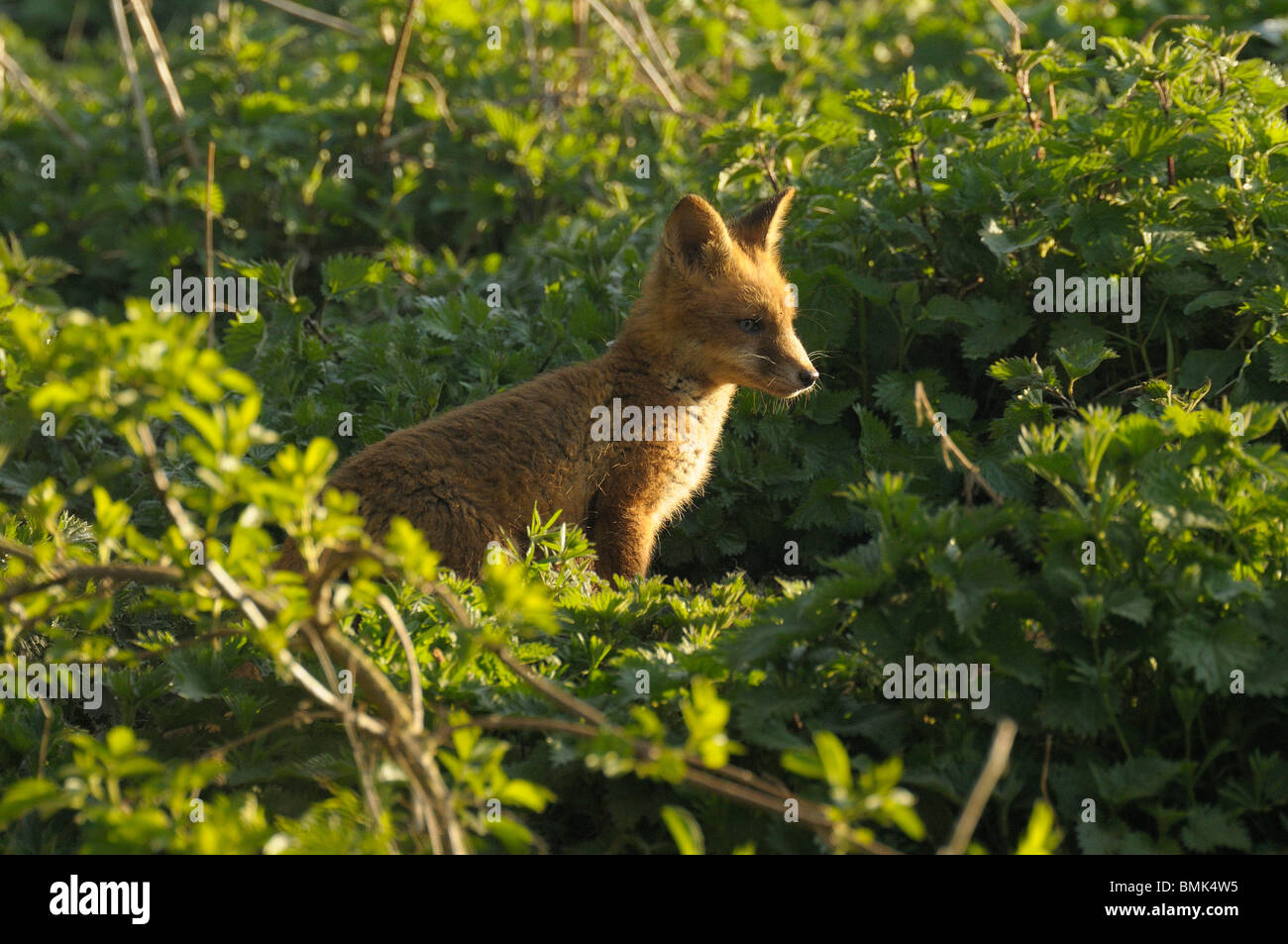 Fox cub tra ortiche Foto Stock