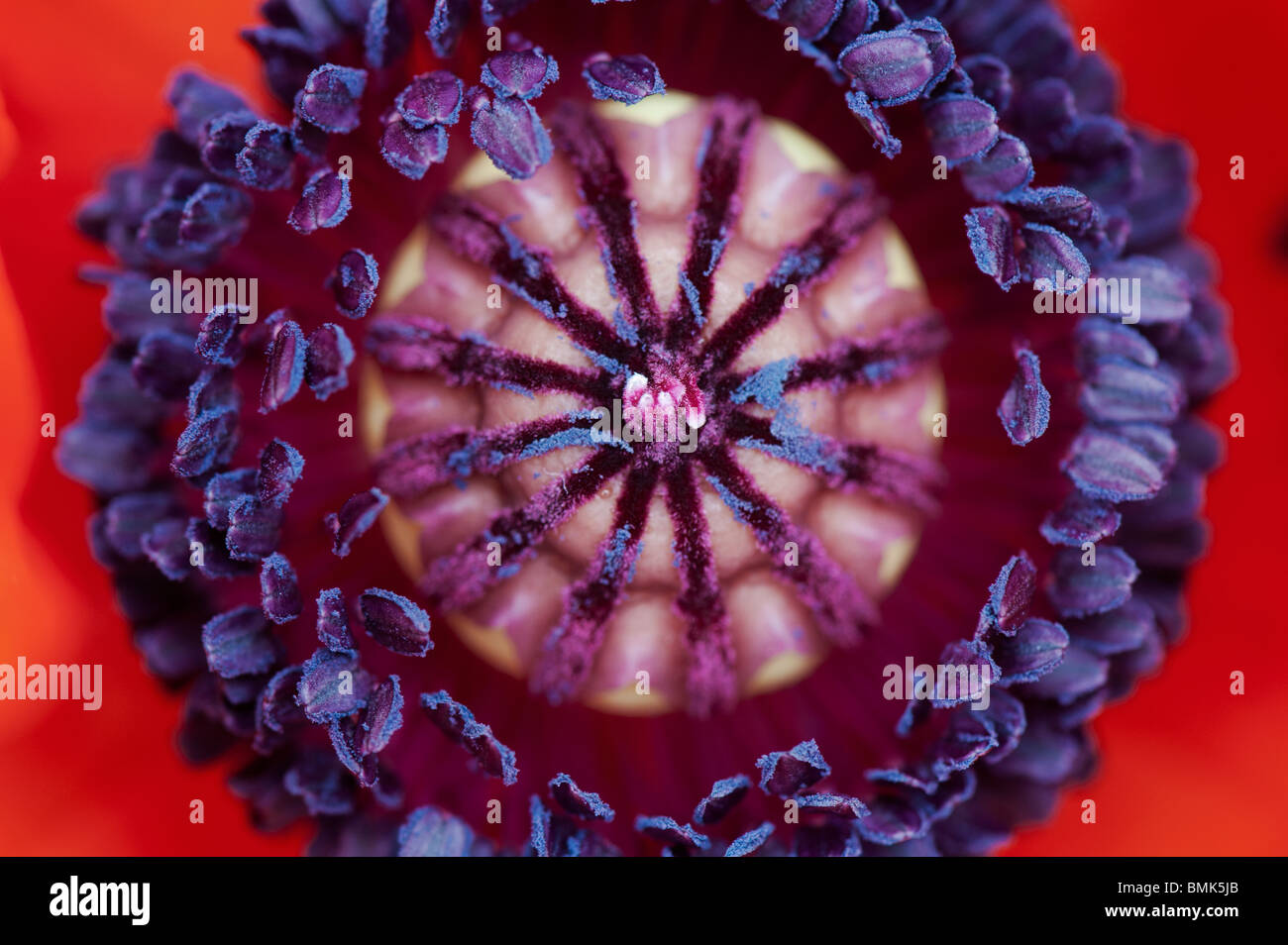 Papaver Orientale. Oriental Papavero fiore medio stame close up Foto Stock