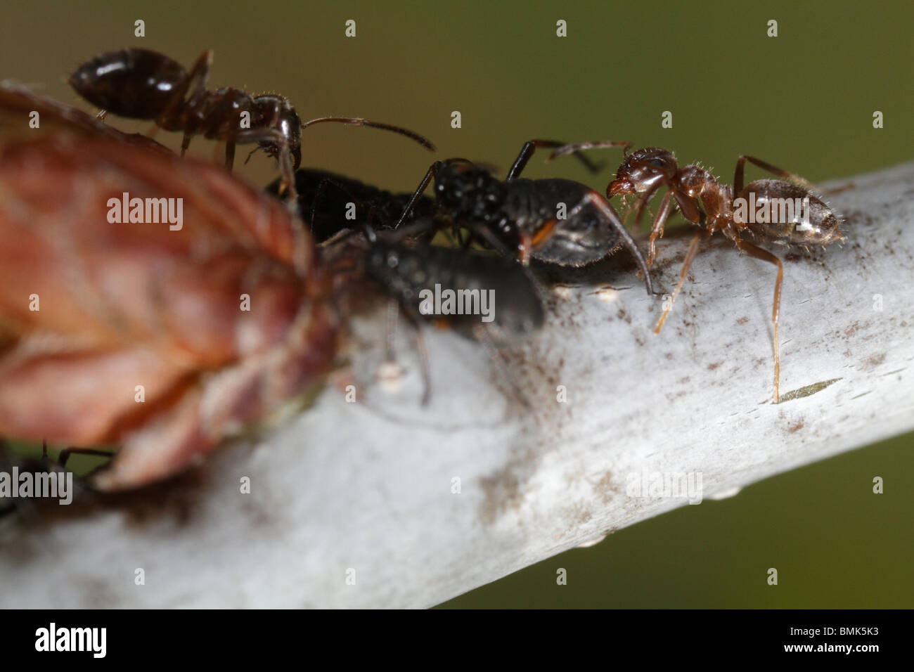 Nero Garden Ant (Lasius niger) tendente all'afide Lachnus roboris Foto Stock