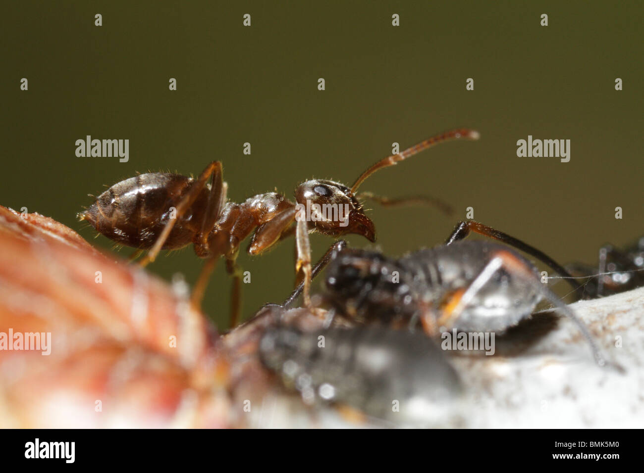 Nero Garden Ant (Lasius niger) tendente all'afide Lachnus roboris Foto Stock