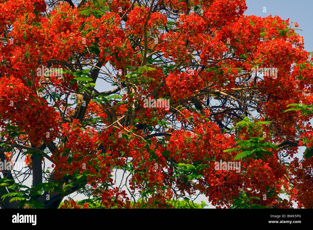 Blossoms lungo la diga di Assuan in Egitto Foto Stock