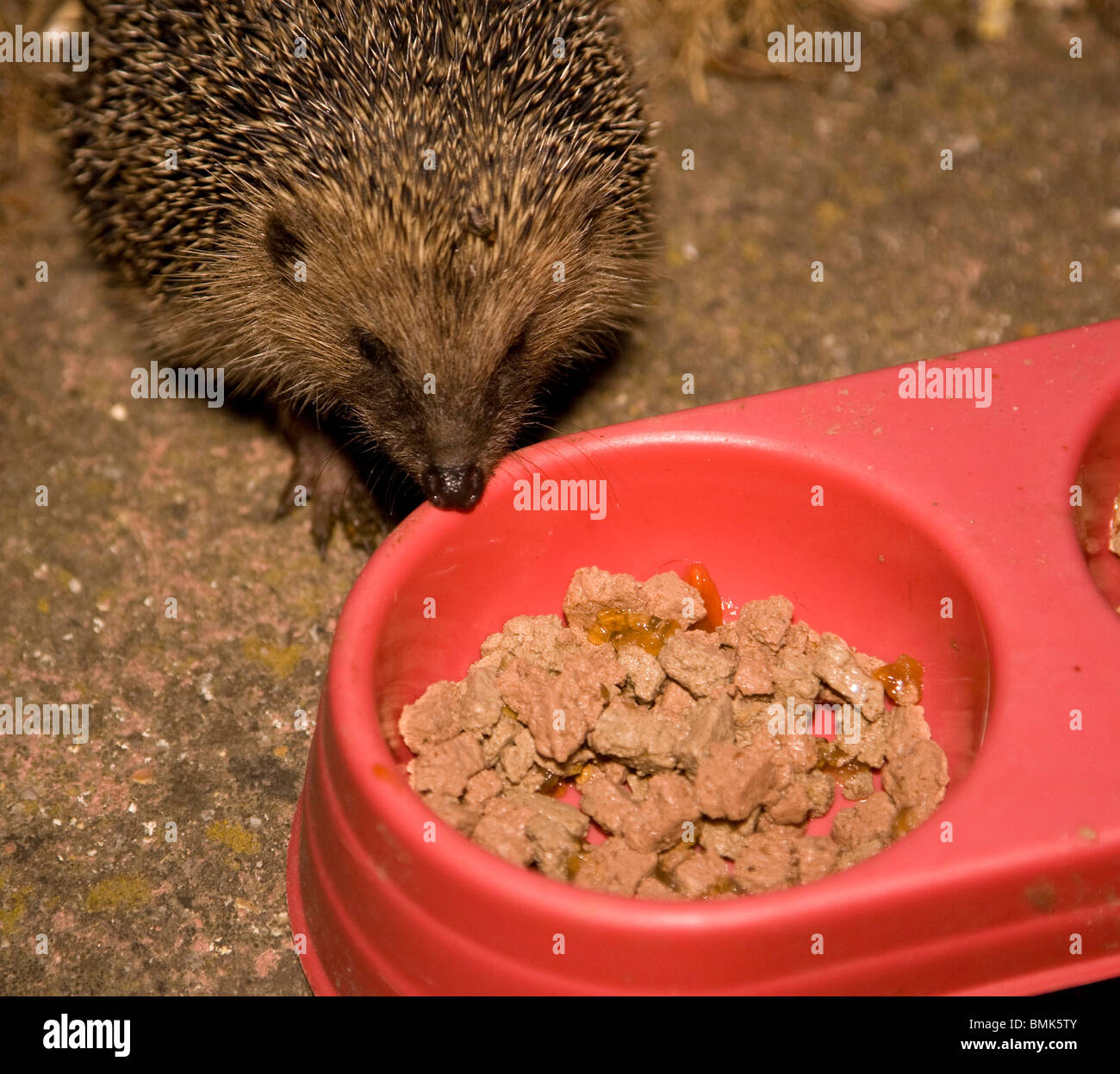 Alimentazione hedgehog in un giardino Foto Stock